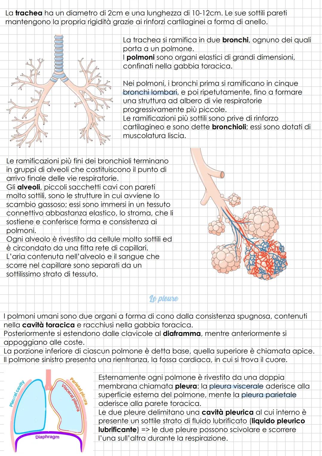 # Lapparato respiratorio
La funzione dell'apparato respiratorio dei mammiferi è rifornire l'organismo di O₂ ed
eliminare CO₂. Lo scambio di