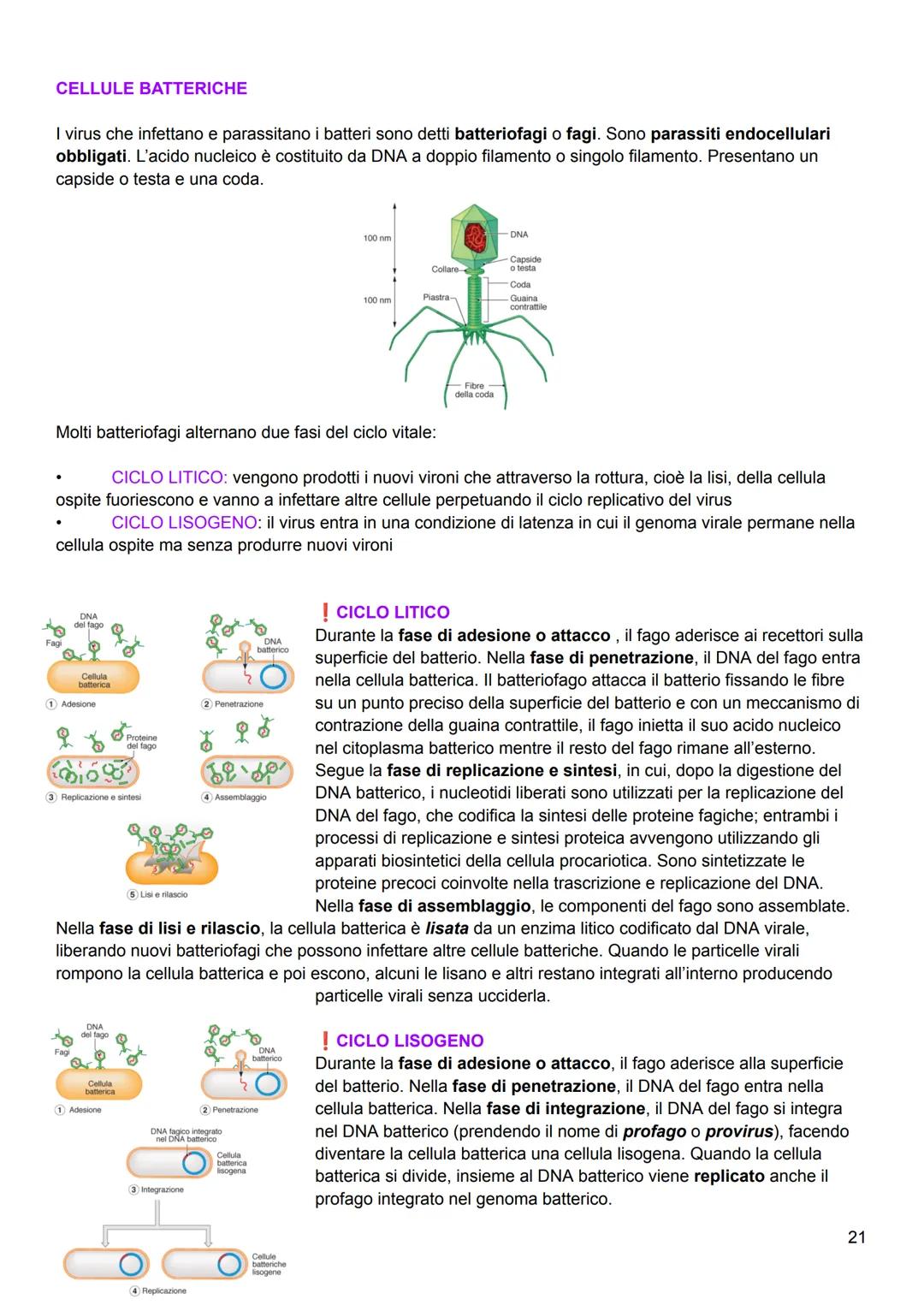 # I virus
I virus sono viventi molecolari con diverse forme e diametro piccolo (100-200 nm). Sono piccoli agenti
infettivi che invadono le