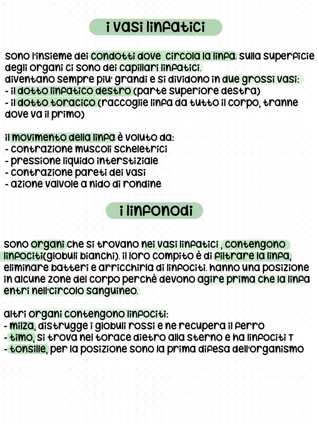 il sistema linfatico
funzioni
- assorbimento dei lipidi con i Villi intestinali
- scambio di sostanze tra cellule e sangue
- trasporto di so