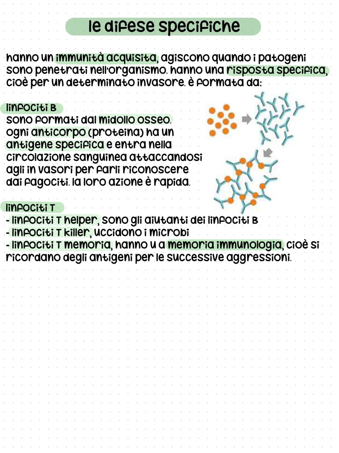 il sistema linfatico
funzioni
- assorbimento dei lipidi con i Villi intestinali
- scambio di sostanze tra cellule e sangue
- trasporto di so
