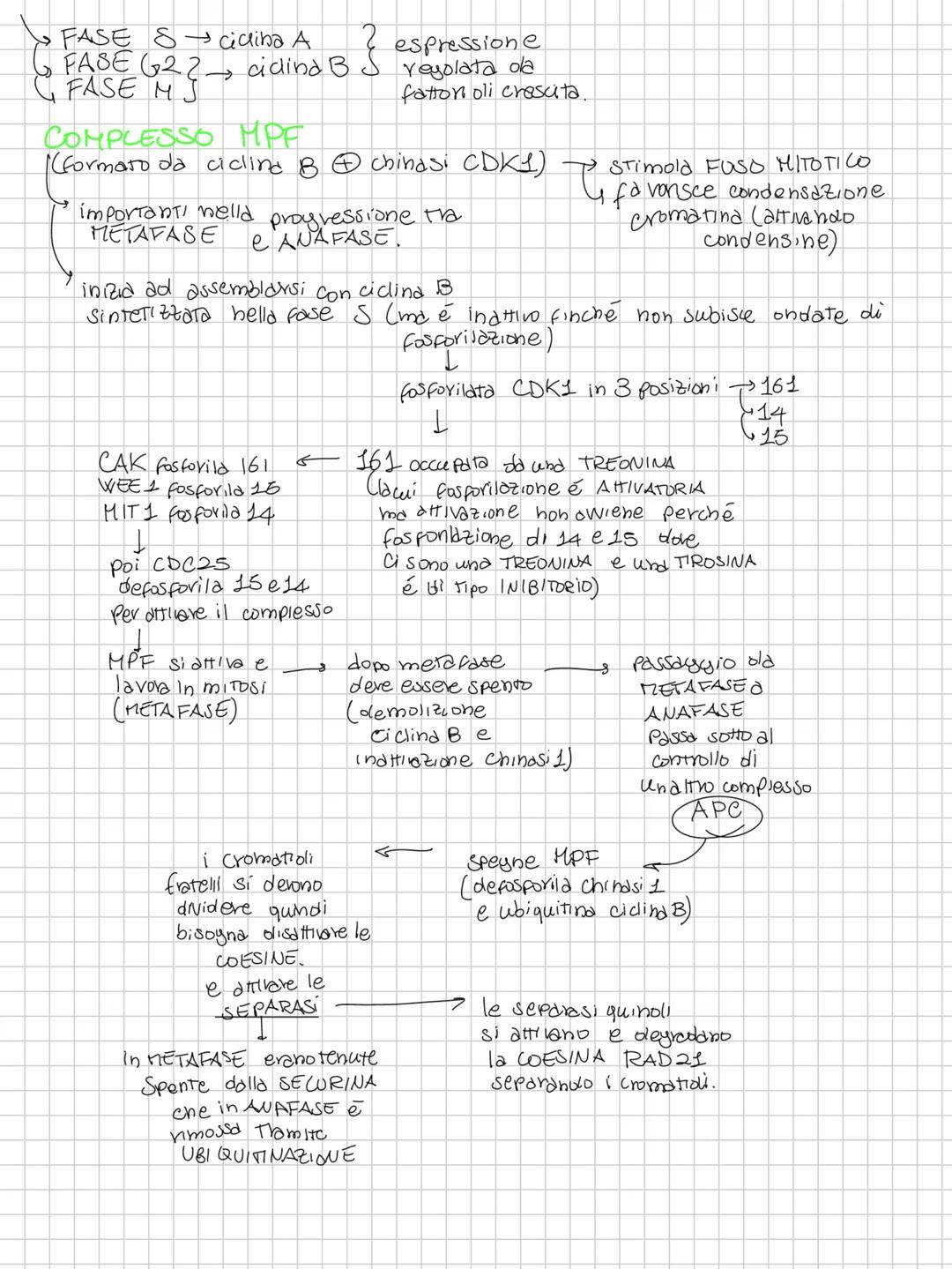 CICLO CELLULARE E HITOST
(cellula, deve replicare il proprio genoma per dividersi e separarionelle 2 cellule figlie)
M per farlo deve avere