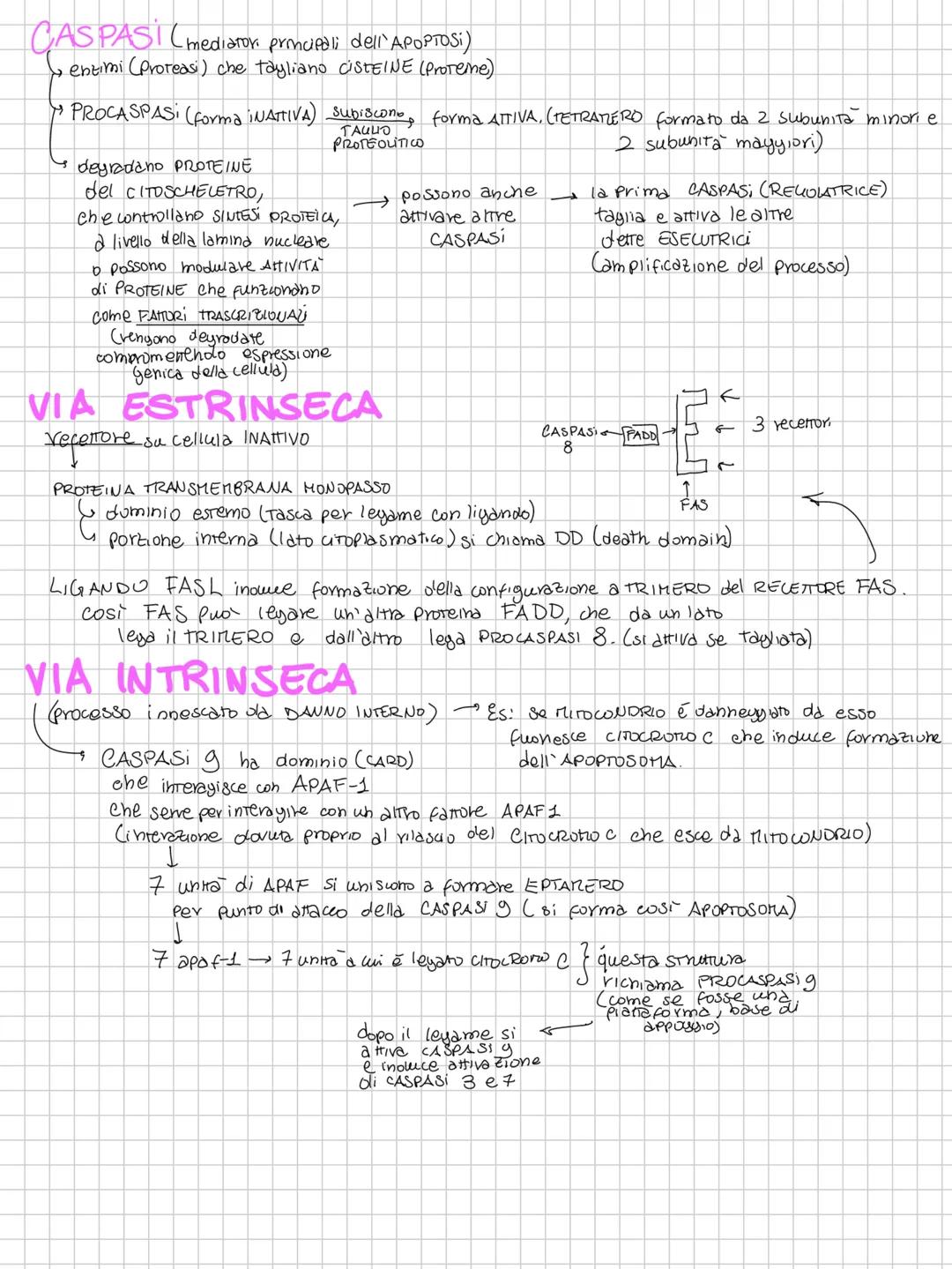 CICLO CELLULARE E HITOST
(cellula, deve replicare il proprio genoma per dividersi e separarionelle 2 cellule figlie)
M per farlo deve avere