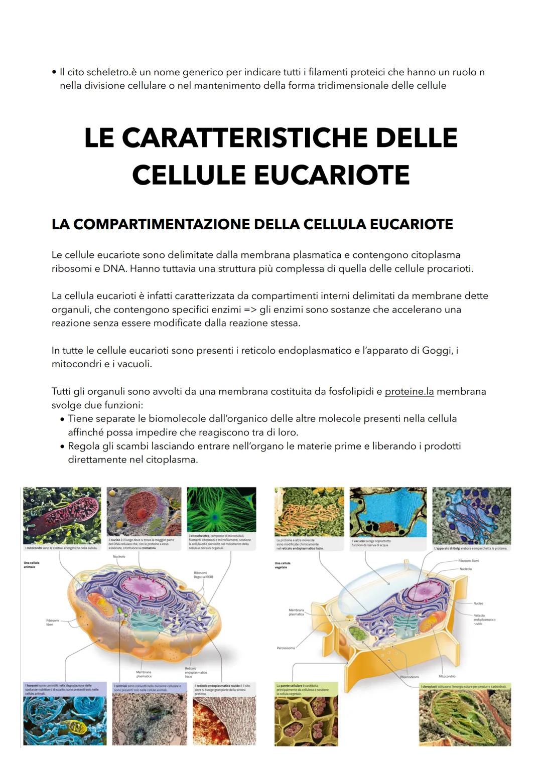 LE CARATTERISTICHE DELLE
CELLULE PROCARIOTE
LA CELLULA PROCARIOTE É PIÙ SEMPLICE DI QUELLA EUCARIOTE
Tutti i procariote sono formati da una