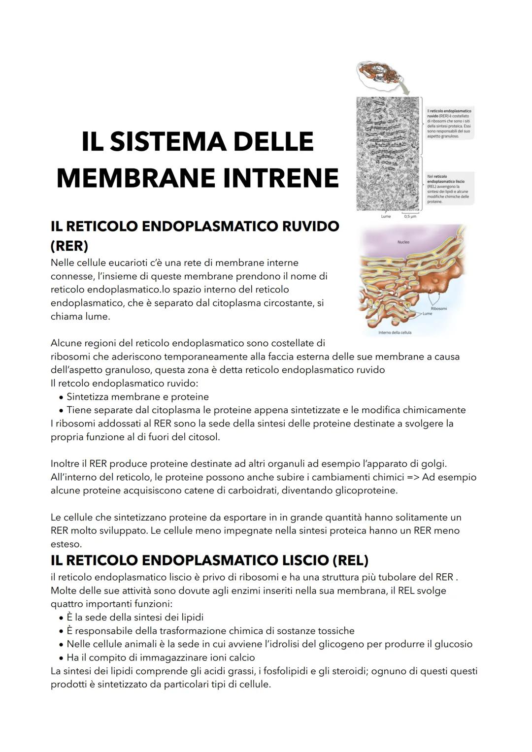 LE CARATTERISTICHE DELLE
CELLULE PROCARIOTE
LA CELLULA PROCARIOTE É PIÙ SEMPLICE DI QUELLA EUCARIOTE
Tutti i procariote sono formati da una