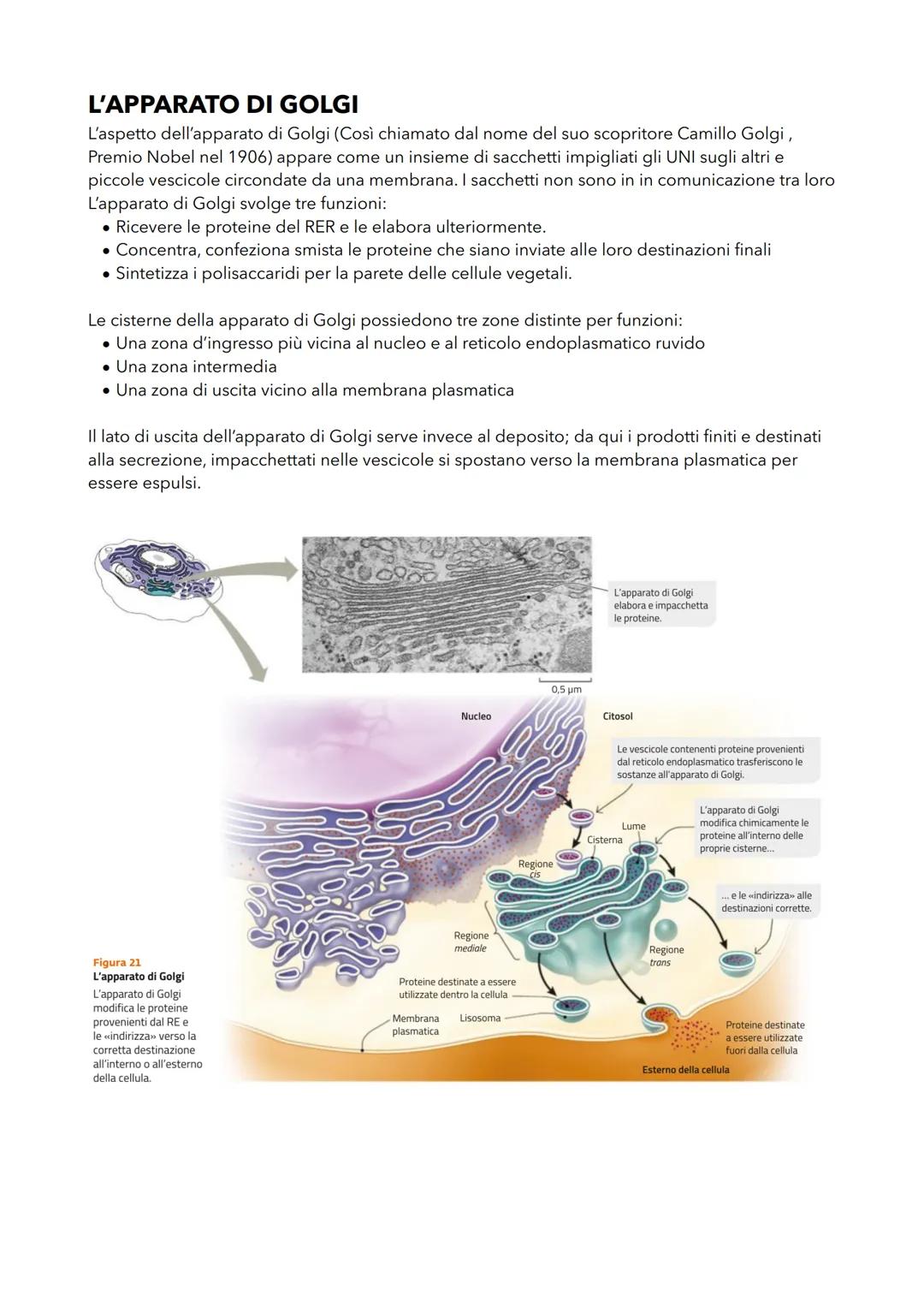 LE CARATTERISTICHE DELLE
CELLULE PROCARIOTE
LA CELLULA PROCARIOTE É PIÙ SEMPLICE DI QUELLA EUCARIOTE
Tutti i procariote sono formati da una