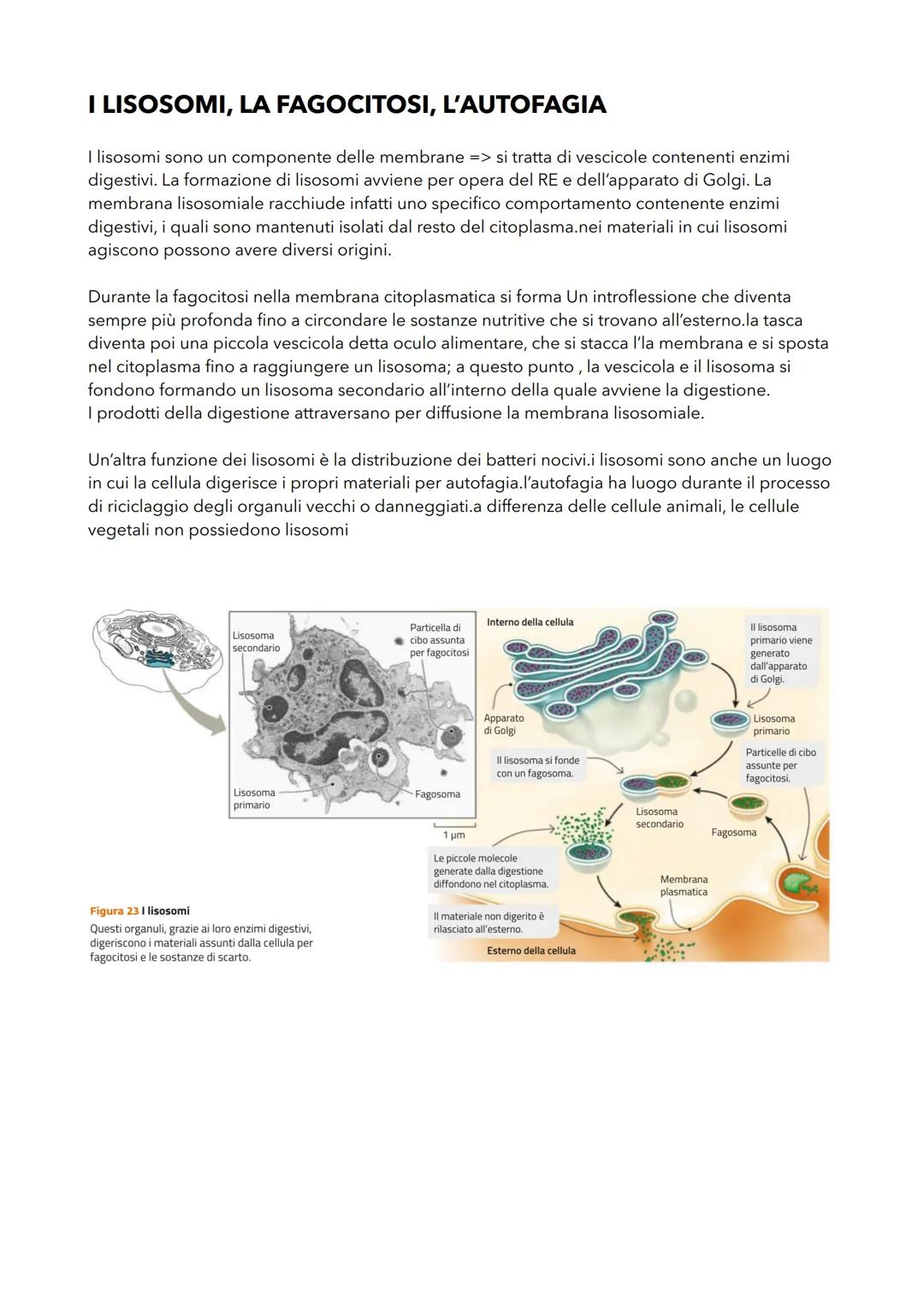 LE CARATTERISTICHE DELLE
CELLULE PROCARIOTE
LA CELLULA PROCARIOTE É PIÙ SEMPLICE DI QUELLA EUCARIOTE
Tutti i procariote sono formati da una