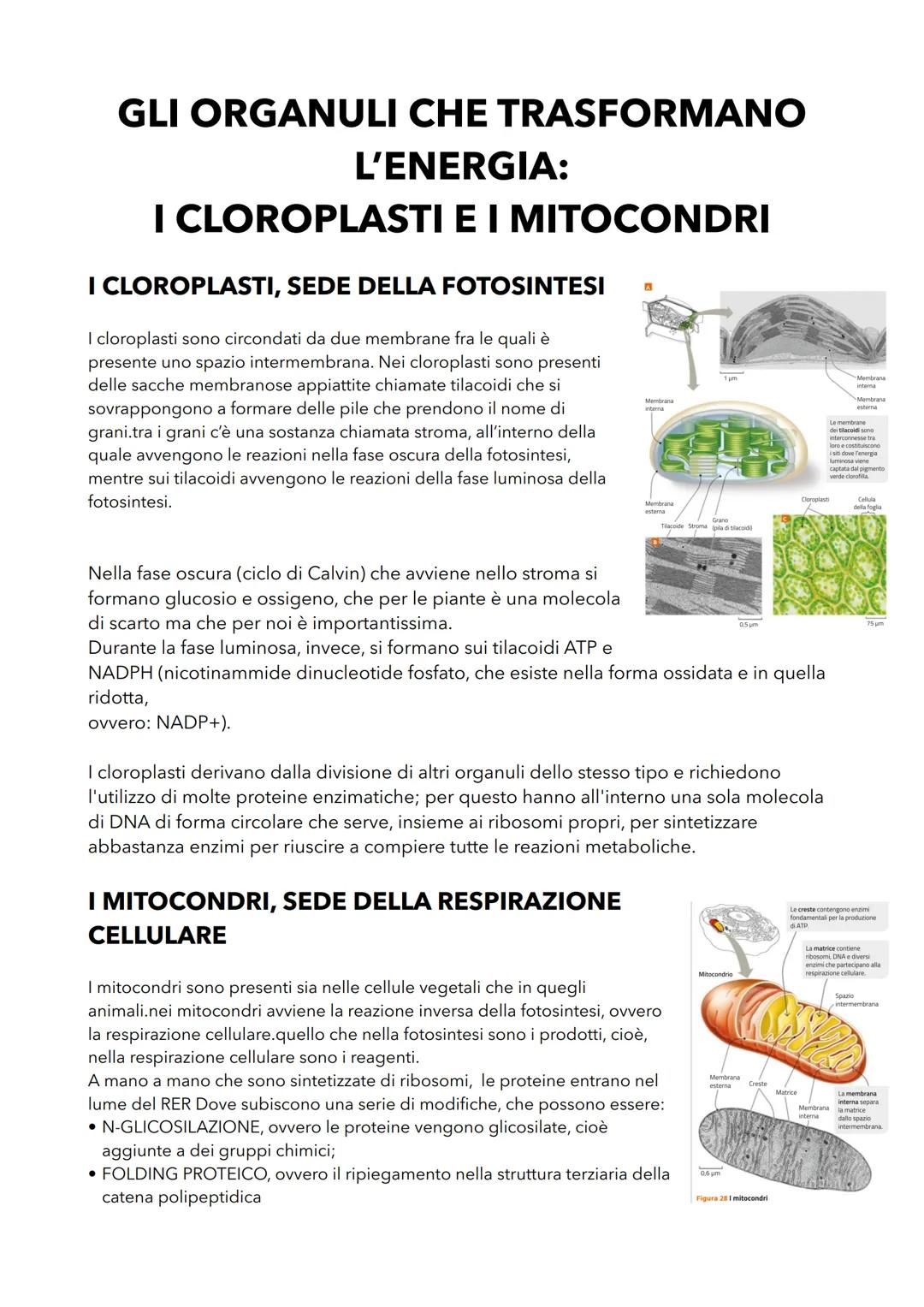 LE CARATTERISTICHE DELLE
CELLULE PROCARIOTE
LA CELLULA PROCARIOTE É PIÙ SEMPLICE DI QUELLA EUCARIOTE
Tutti i procariote sono formati da una