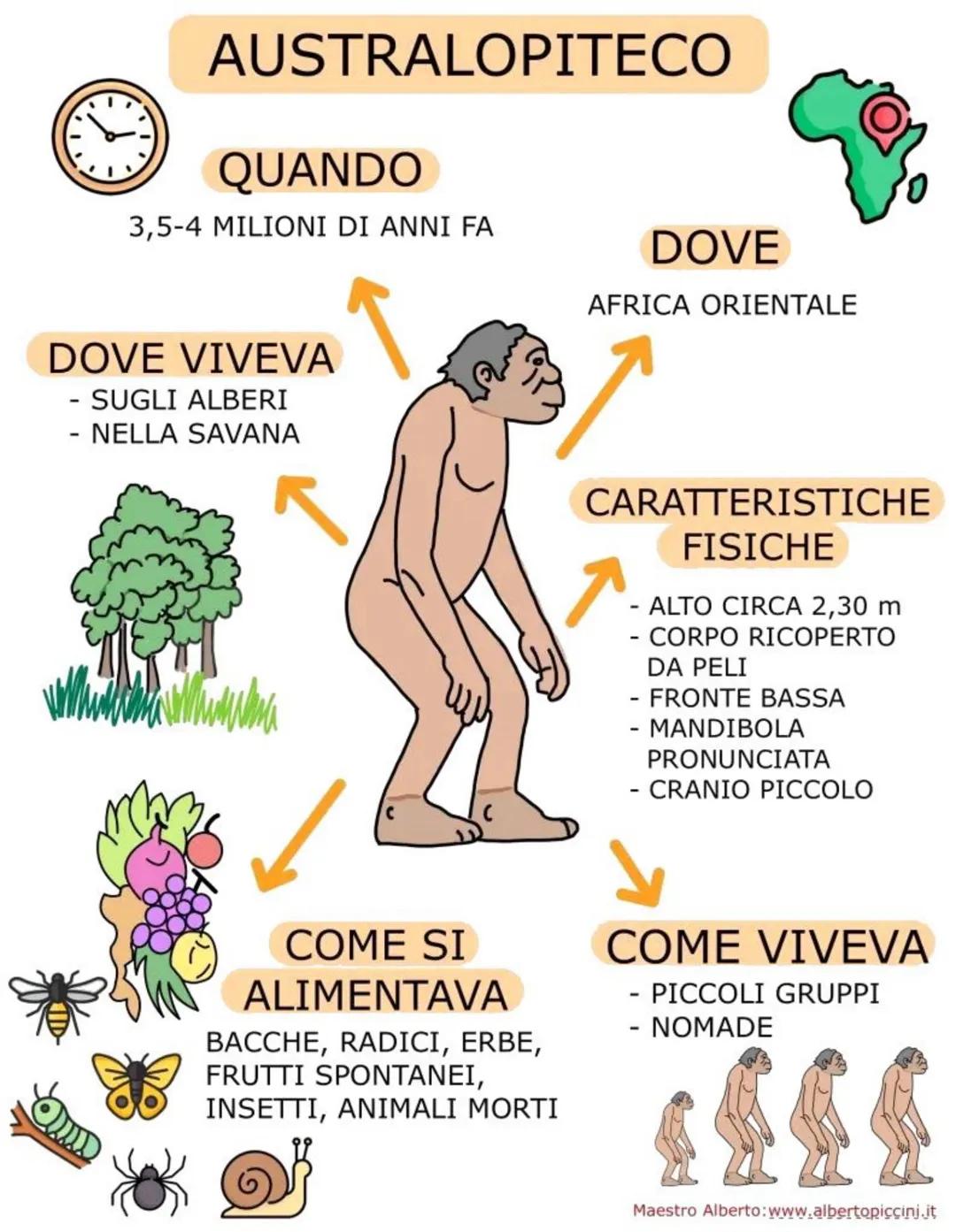 # AUSTRALOPITECO
QUANDO
3,5-4 MILIONI DI ANNI FA
DOVE
AFRICA ORIENTALE
DOVE VIVEVA
- SUGLI ALBERI
- NELLA SAVANA
C
10
CARATTERISTICH