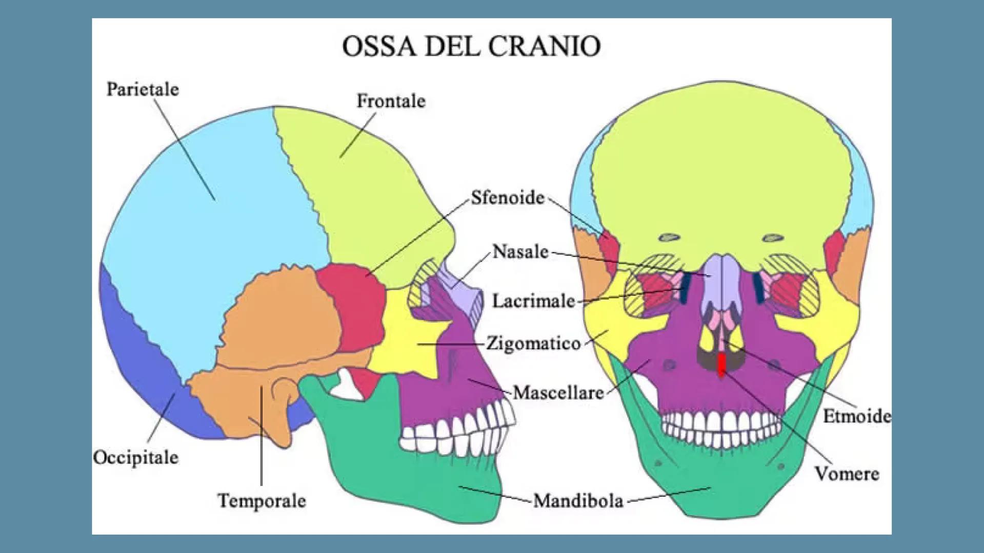 LO
SCHELETRO LO SCHELETRO:
Lo scheletro umano è una struttura di protezione e
sostegno posta all'interno del corpo, formata da un
insieme di