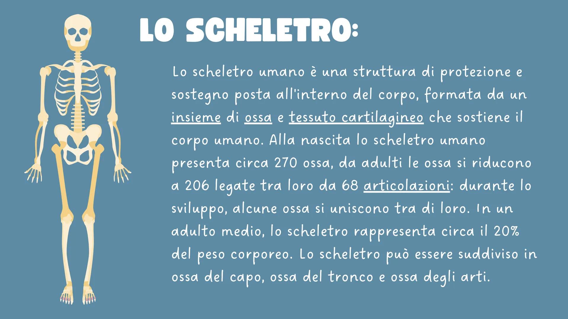 LO
SCHELETRO LO SCHELETRO:
Lo scheletro umano è una struttura di protezione e
sostegno posta all'interno del corpo, formata da un
insieme di