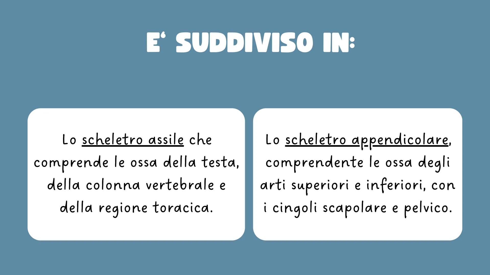 LO
SCHELETRO LO SCHELETRO:
Lo scheletro umano è una struttura di protezione e
sostegno posta all'interno del corpo, formata da un
insieme di