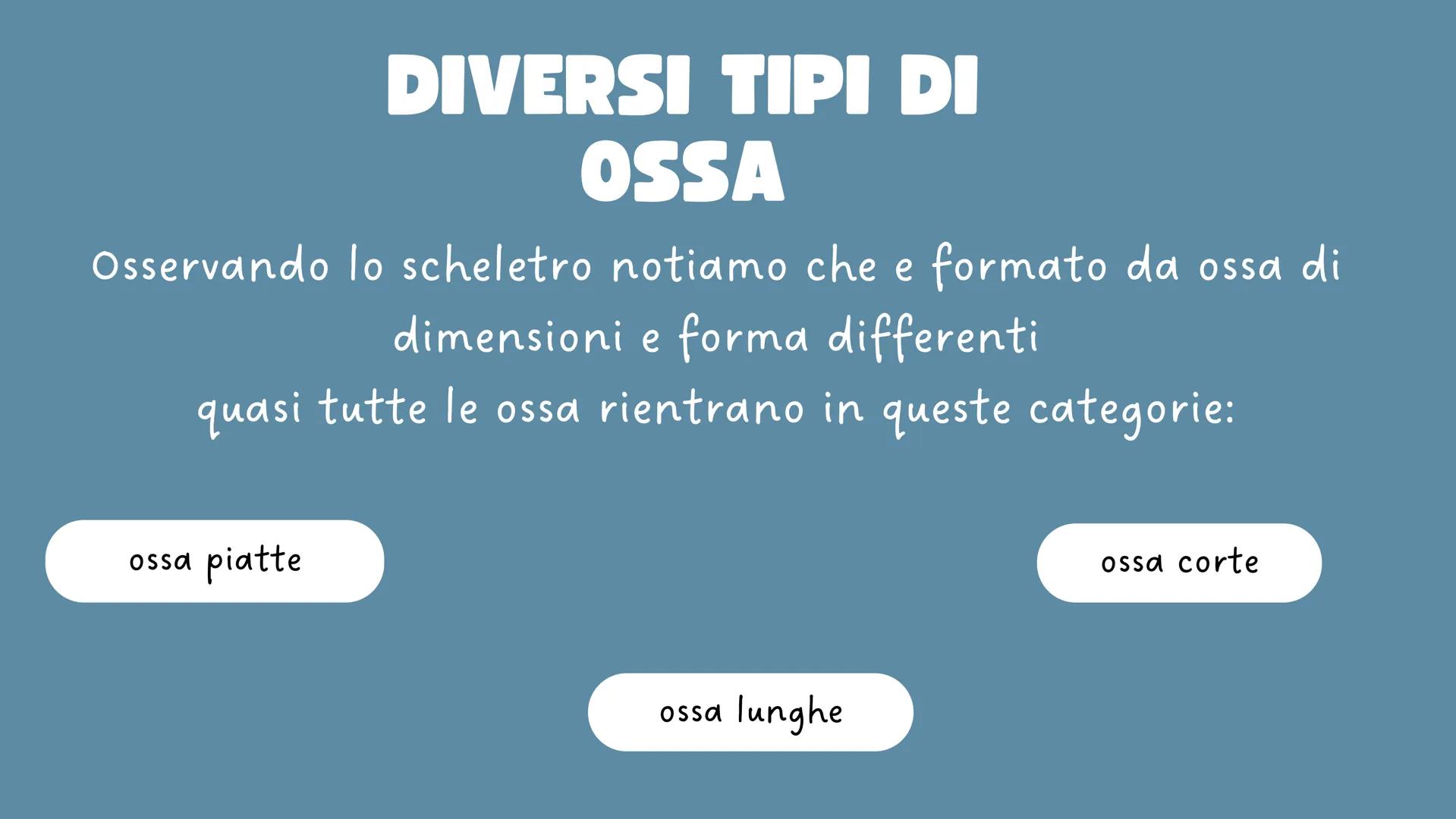 LO
SCHELETRO LO SCHELETRO:
Lo scheletro umano è una struttura di protezione e
sostegno posta all'interno del corpo, formata da un
insieme di