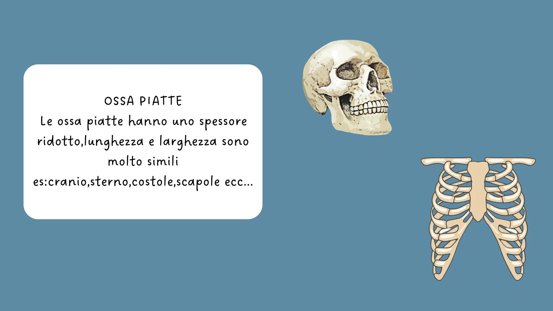 LO
SCHELETRO LO SCHELETRO:
Lo scheletro umano è una struttura di protezione e
sostegno posta all'interno del corpo, formata da un
insieme di