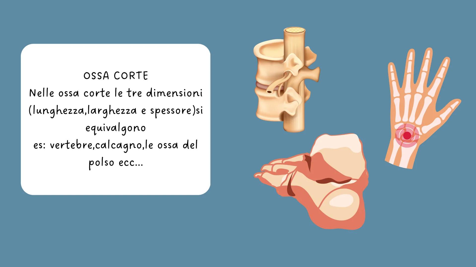 LO
SCHELETRO LO SCHELETRO:
Lo scheletro umano è una struttura di protezione e
sostegno posta all'interno del corpo, formata da un
insieme di