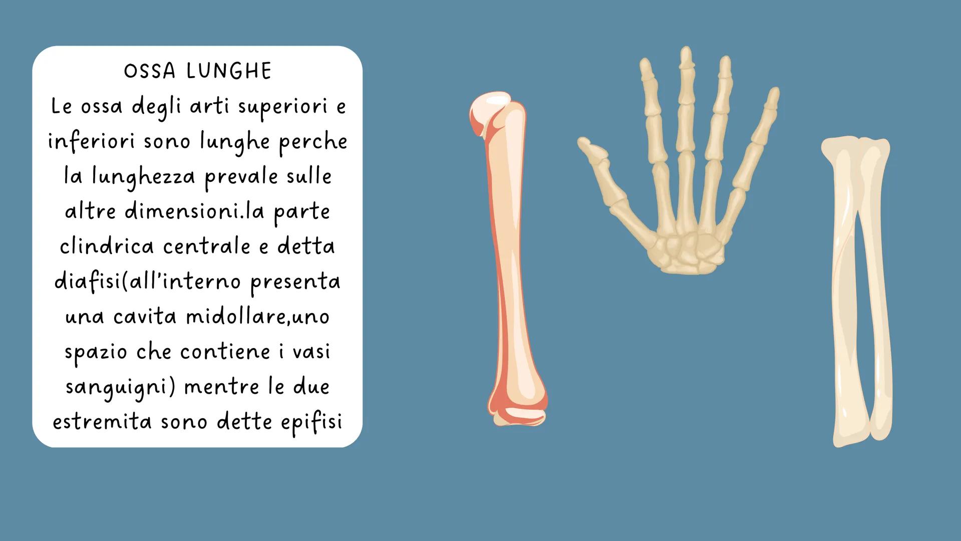 LO
SCHELETRO LO SCHELETRO:
Lo scheletro umano è una struttura di protezione e
sostegno posta all'interno del corpo, formata da un
insieme di