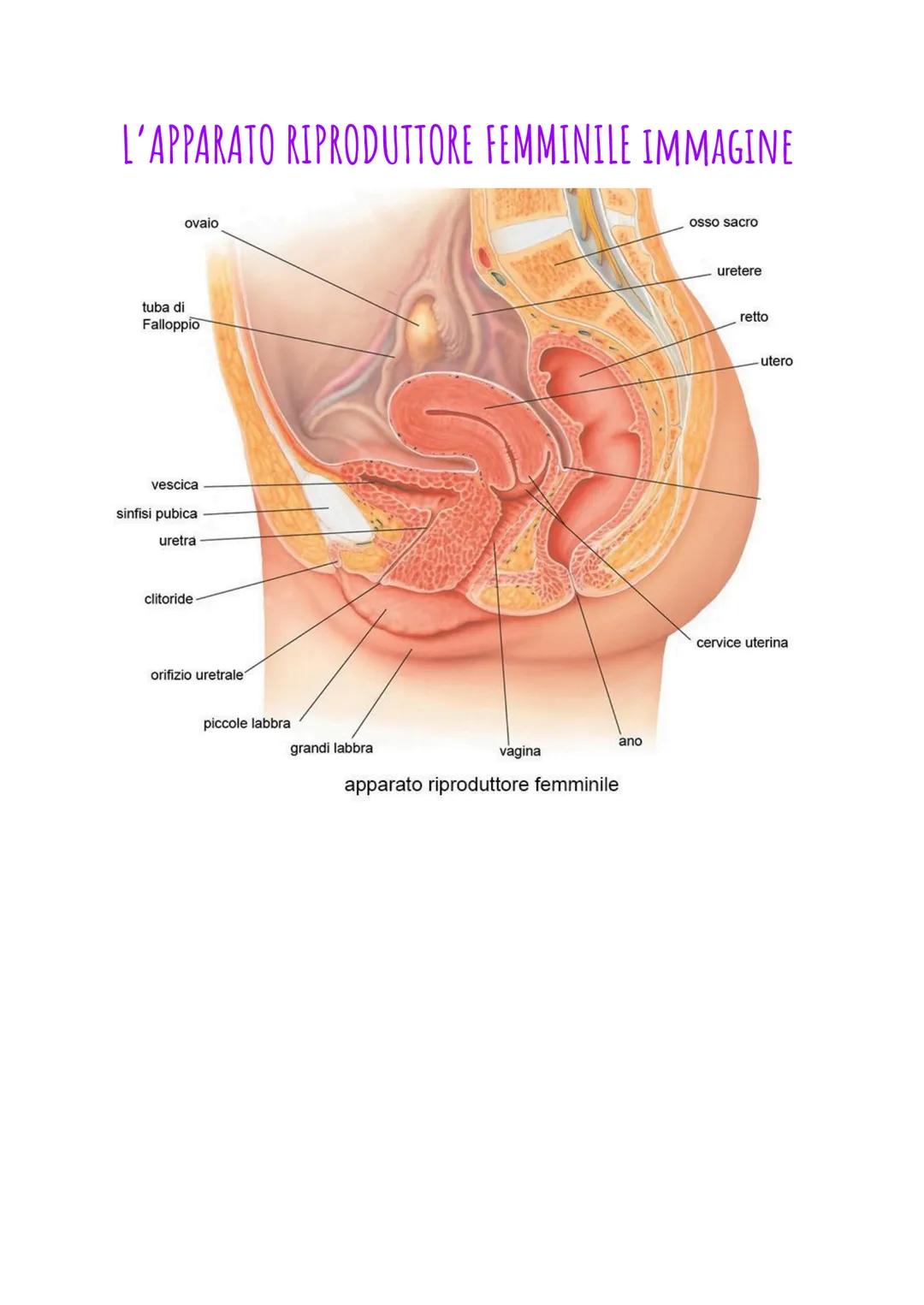 # L'APPARATO RIPRODUTTORE FEMMINILE
## GLI ORGANI DELL'APPARATO RIPRODUTTORE FEMMINILE
Gli organi sessuali femminili sono prevalentemente