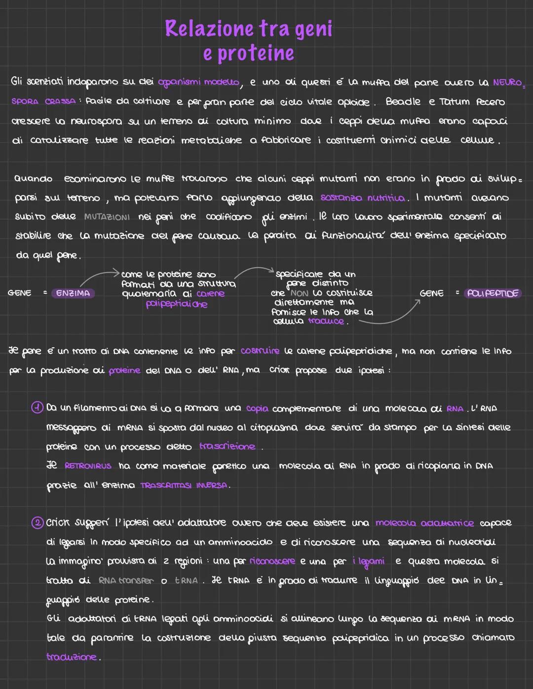 # Relazione tra geni
e proteine
Gli scenziati indaparono su dei opanismi modello, e uno di questi è la muffa del pane ouero la NEURO
SPORA