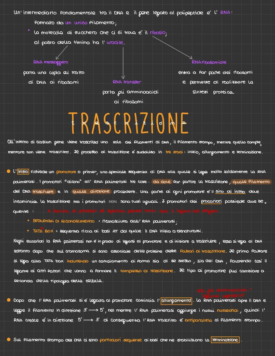 # Relazione tra geni
e proteine
Gli scenziati indaparono su dei opanismi modello, e uno di questi è la muffa del pane ouero la NEURO
SPORA