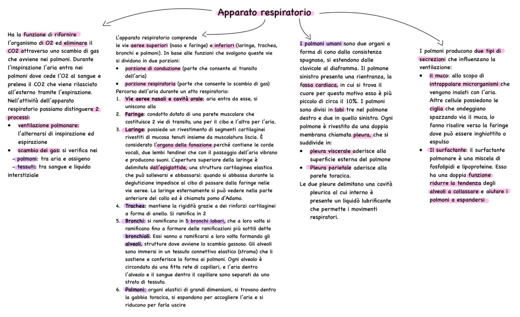 # Apparato respiratorio
Ha la funzione di rifornire
l'organismo di O2 ed eliminare il
CO2 attraverso uno scambio di gas
che avviene nei pol