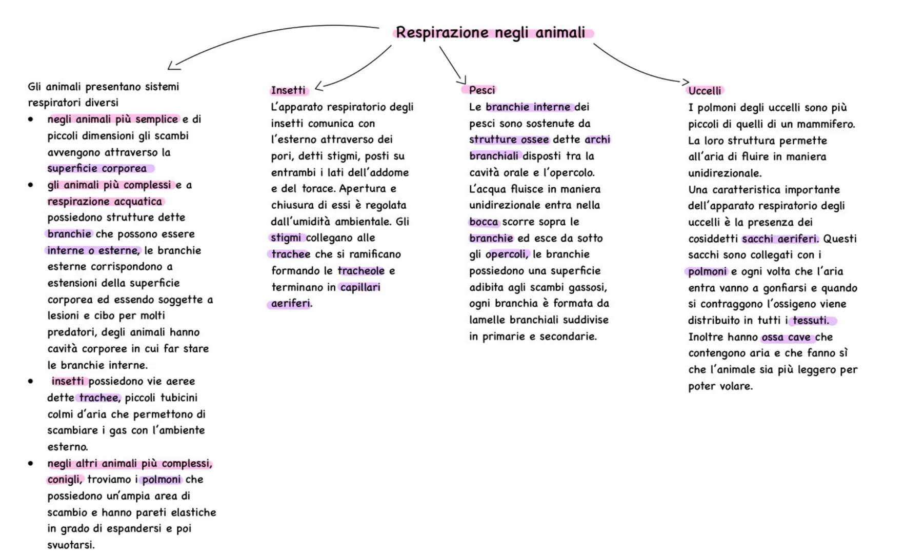 # Apparato respiratorio
Ha la funzione di rifornire
l'organismo di O2 ed eliminare il
CO2 attraverso uno scambio di gas
che avviene nei pol