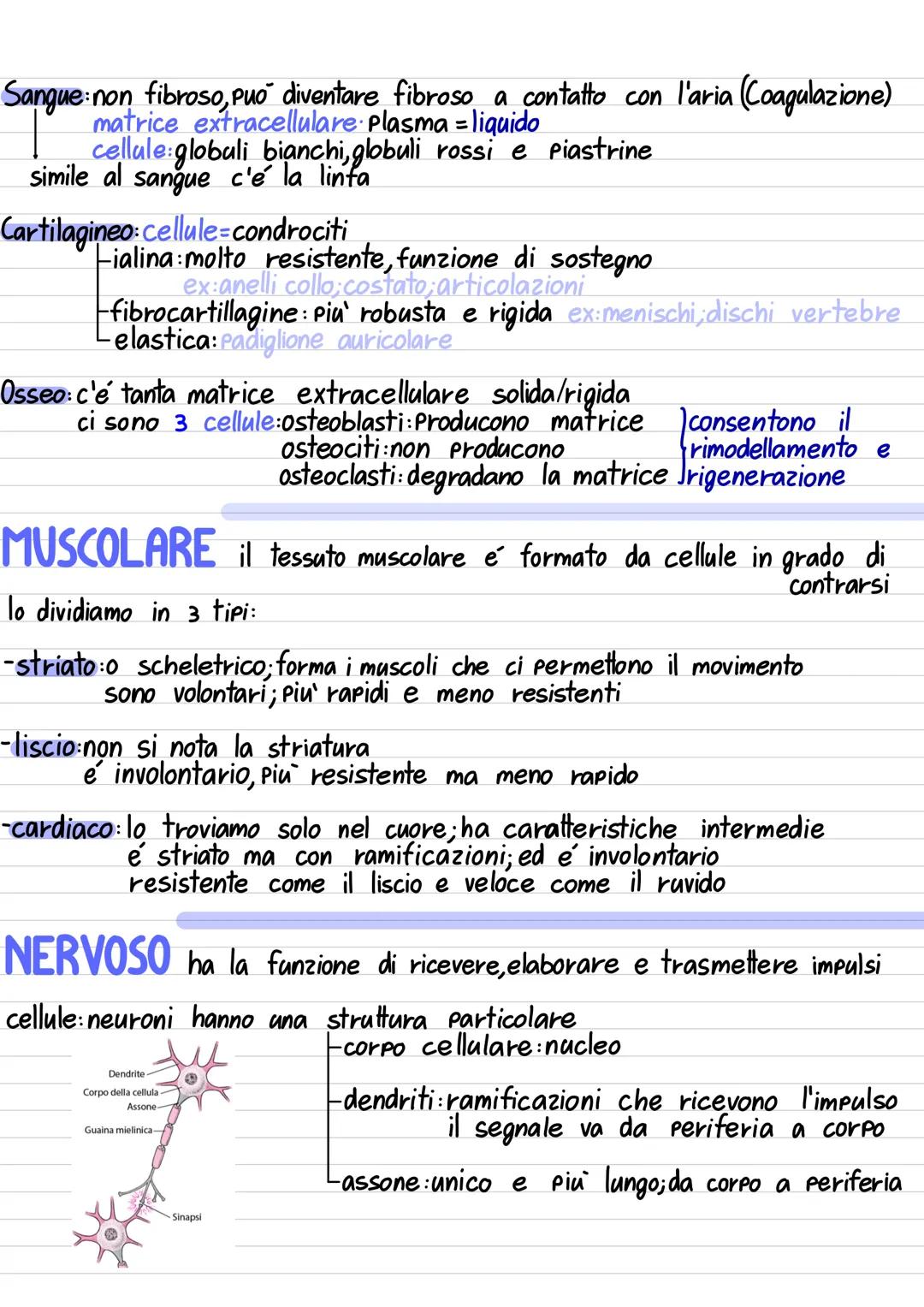 Anatomia: studio delle parti del corpo
Fisiologia: studio delle funzioni del corpo
Nel nostro corpo c'è un'organizzazione gerarchica crea