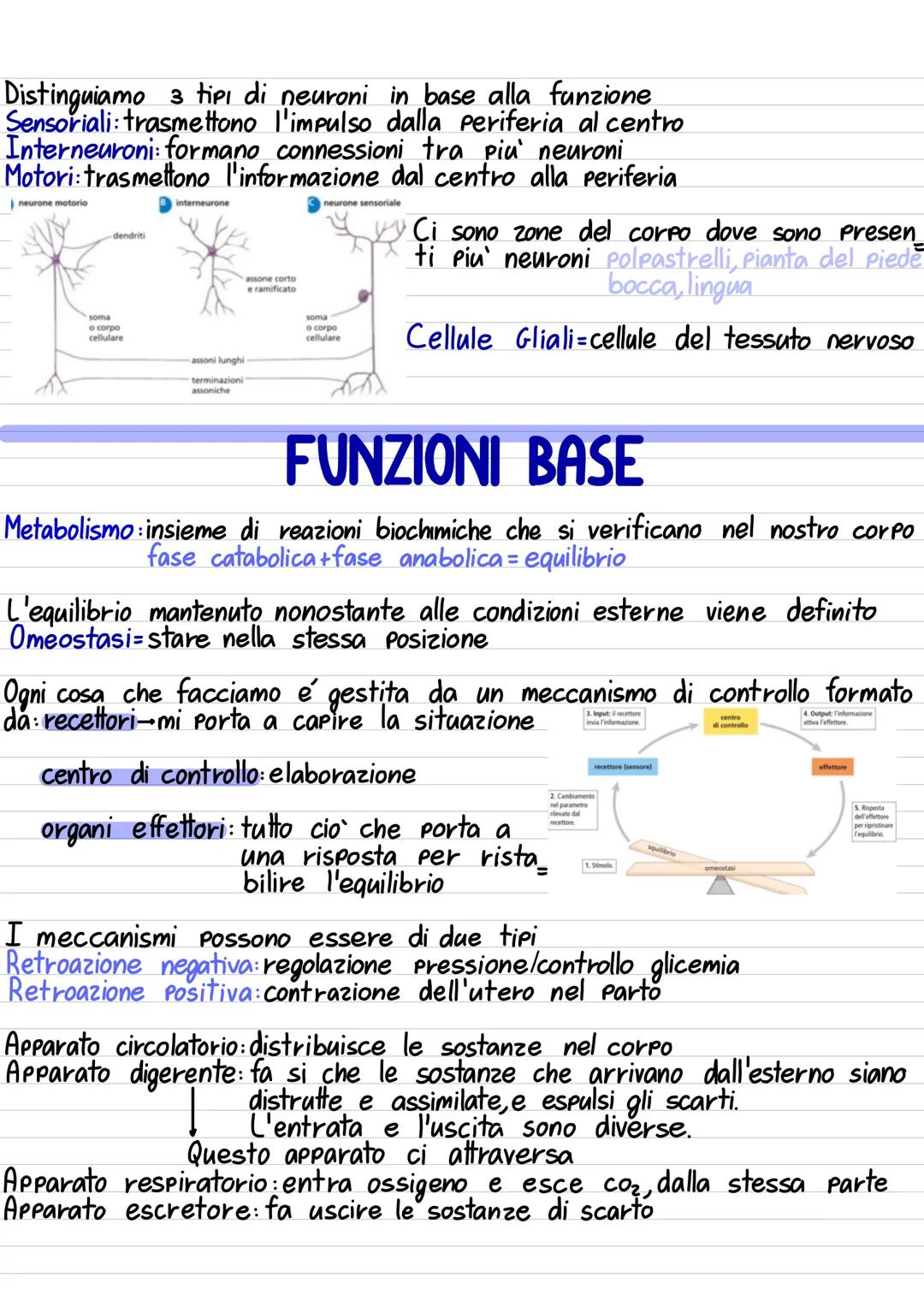 Anatomia: studio delle parti del corpo
Fisiologia: studio delle funzioni del corpo
Nel nostro corpo c'è un'organizzazione gerarchica crea