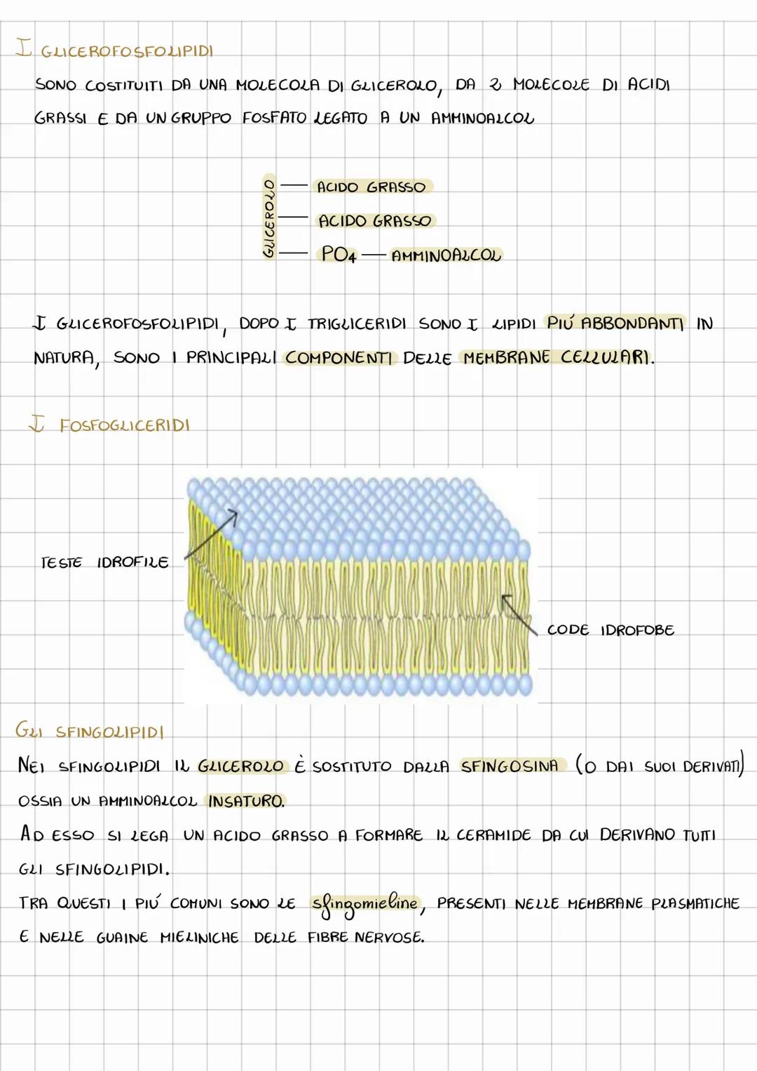 # LIPIDI
I LIPIDI SONO UN GRUPPO ETEROGENEO DI SOSTANZE CHE HANNO IN COMUNE LA
CARATTERISTICA DI ESSERE insolubili IN ACQUA E Solubili IN S