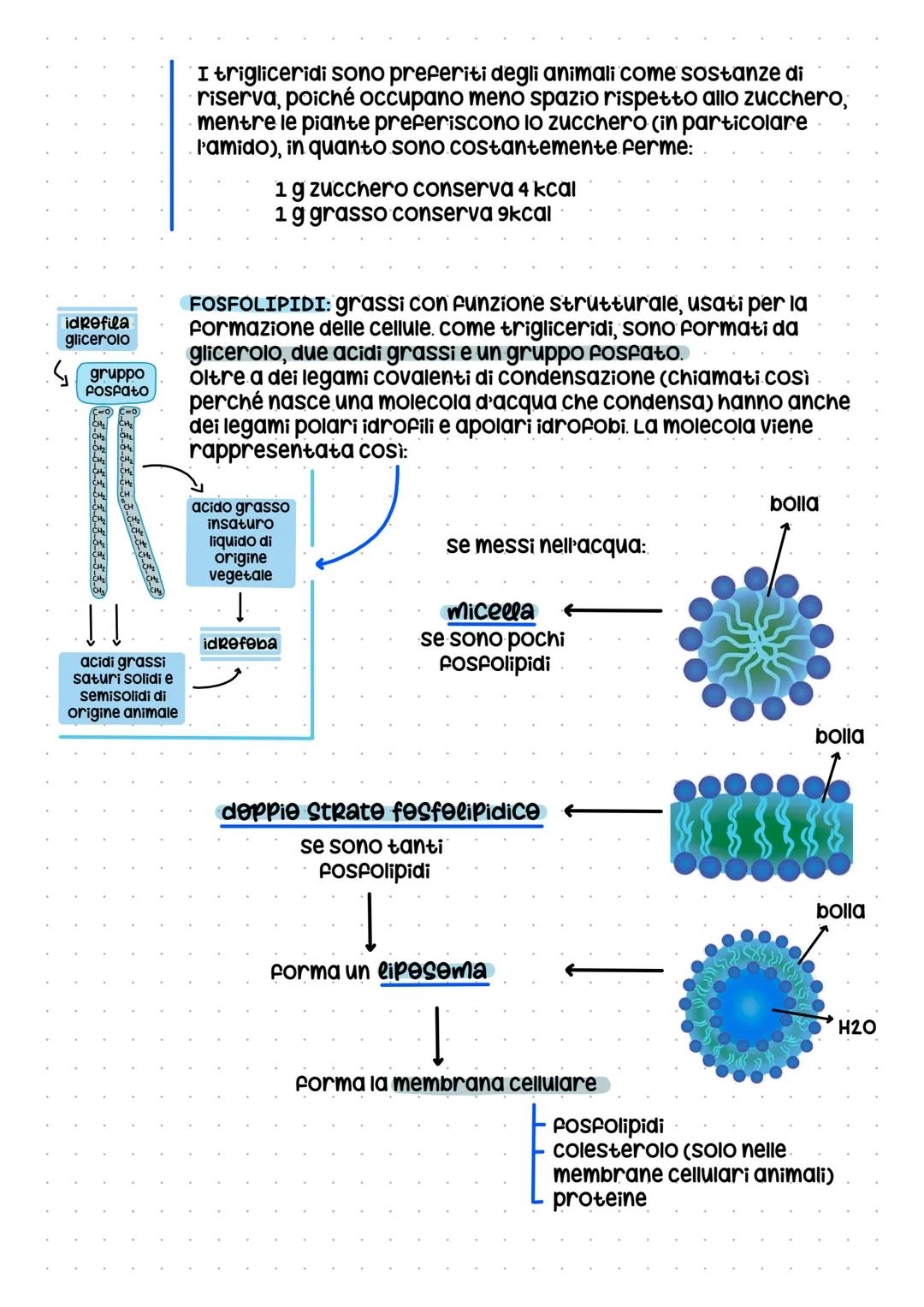 # I lipidi
Quasi tutti i lipidi sono idrofobici per via del legame puro tra idrogeno e
carbonio. I legami puri, infatti, tendono a volersi