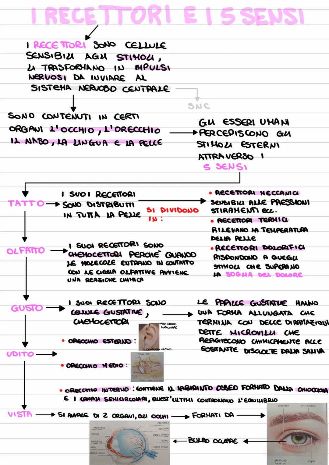 # I RECETTORI E 15 SENSI
I RECE TTORI SONO CELLULE
SENSIBILI AGU STIMOU,
4 TRASFORMANO IN IMPULSI
NERVOSI DA INVIARE AL
SISTEMA NERUOBO CEN