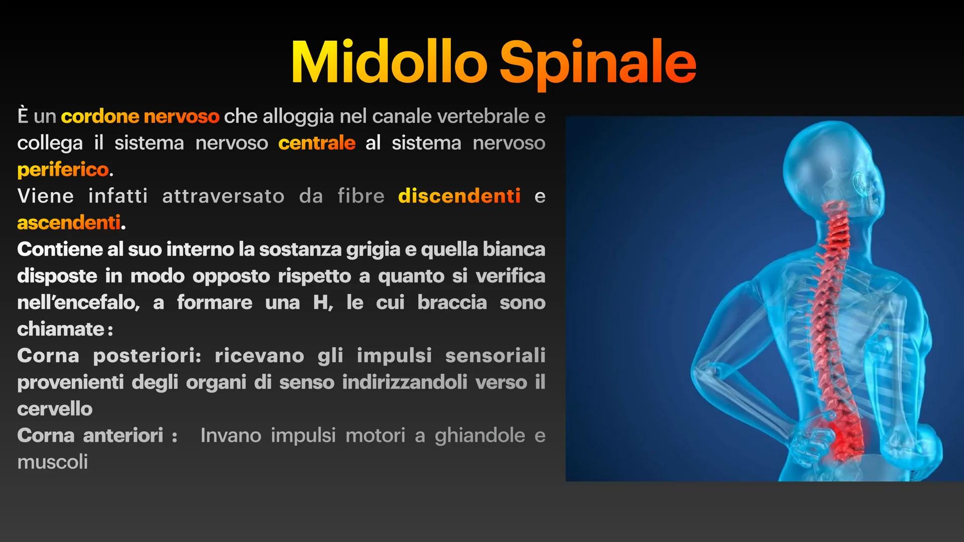 Sistema Nervoso Il sistema nervoso raccoglie stimoli
esterni ed interni al nostro corpo ed
elabora risposte volontarie ed
involontarie.
Il s