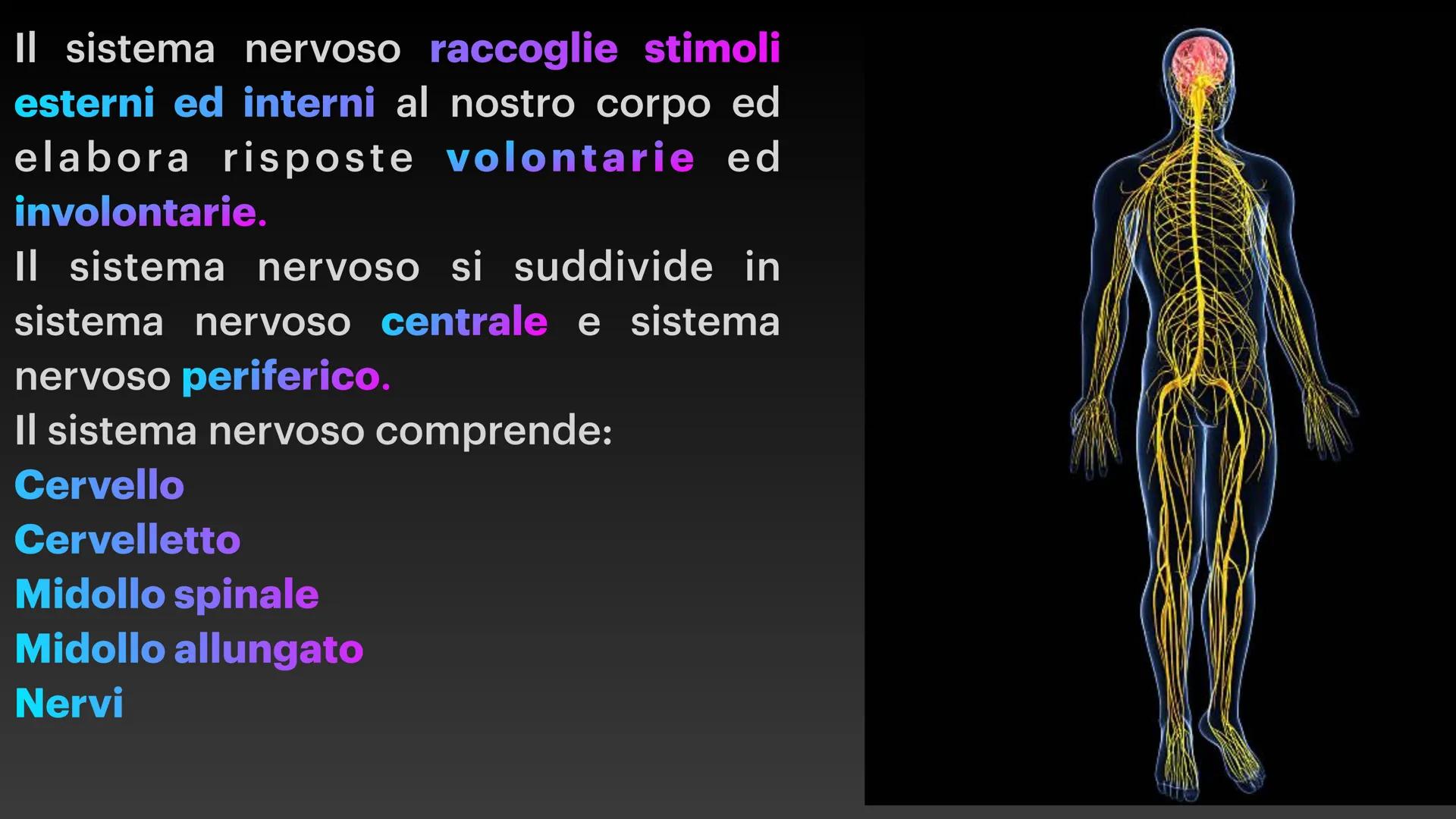 Sistema Nervoso Il sistema nervoso raccoglie stimoli
esterni ed interni al nostro corpo ed
elabora risposte volontarie ed
involontarie.
Il s