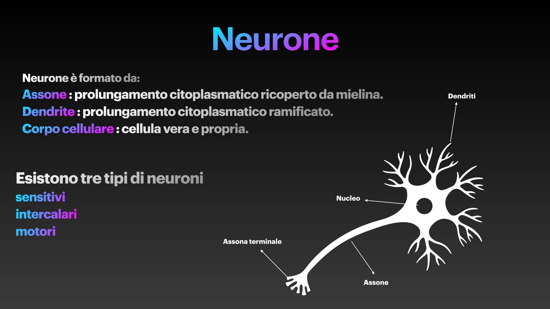 Sistema Nervoso Il sistema nervoso raccoglie stimoli
esterni ed interni al nostro corpo ed
elabora risposte volontarie ed
involontarie.
Il s