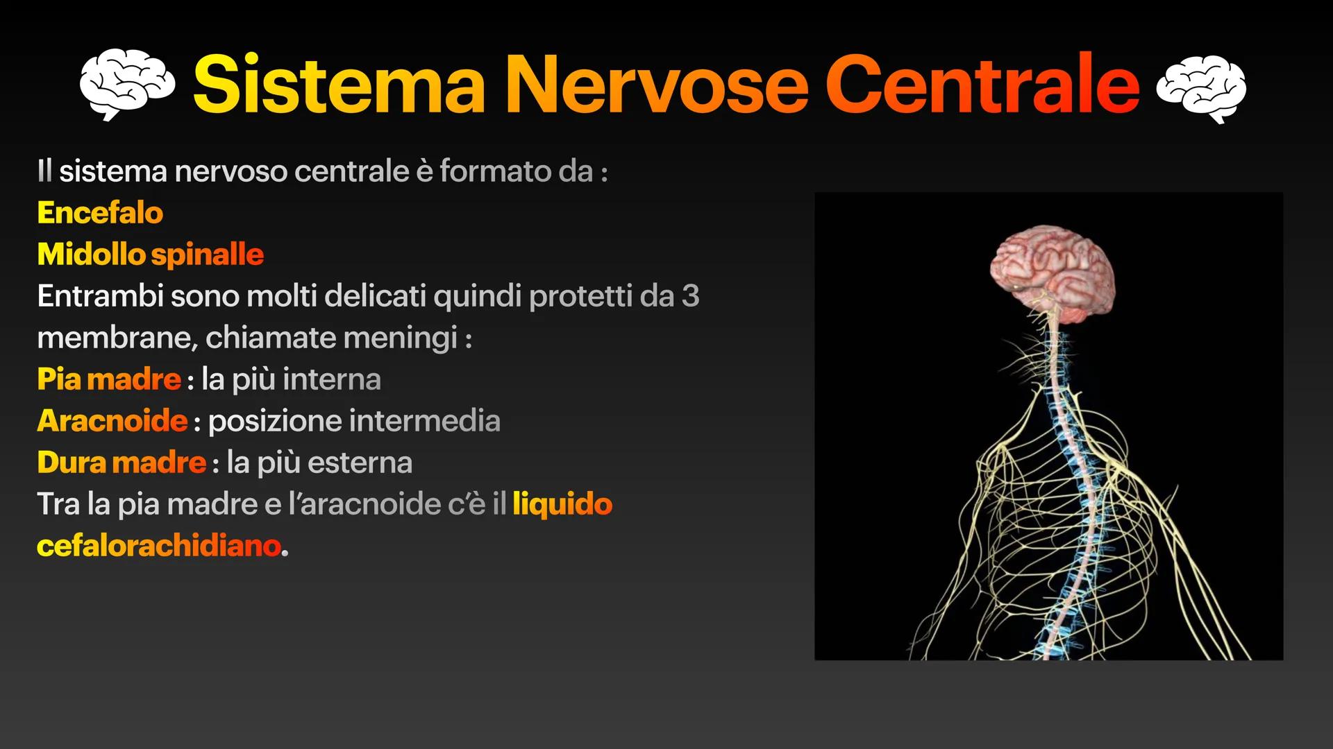 Sistema Nervoso Il sistema nervoso raccoglie stimoli
esterni ed interni al nostro corpo ed
elabora risposte volontarie ed
involontarie.
Il s