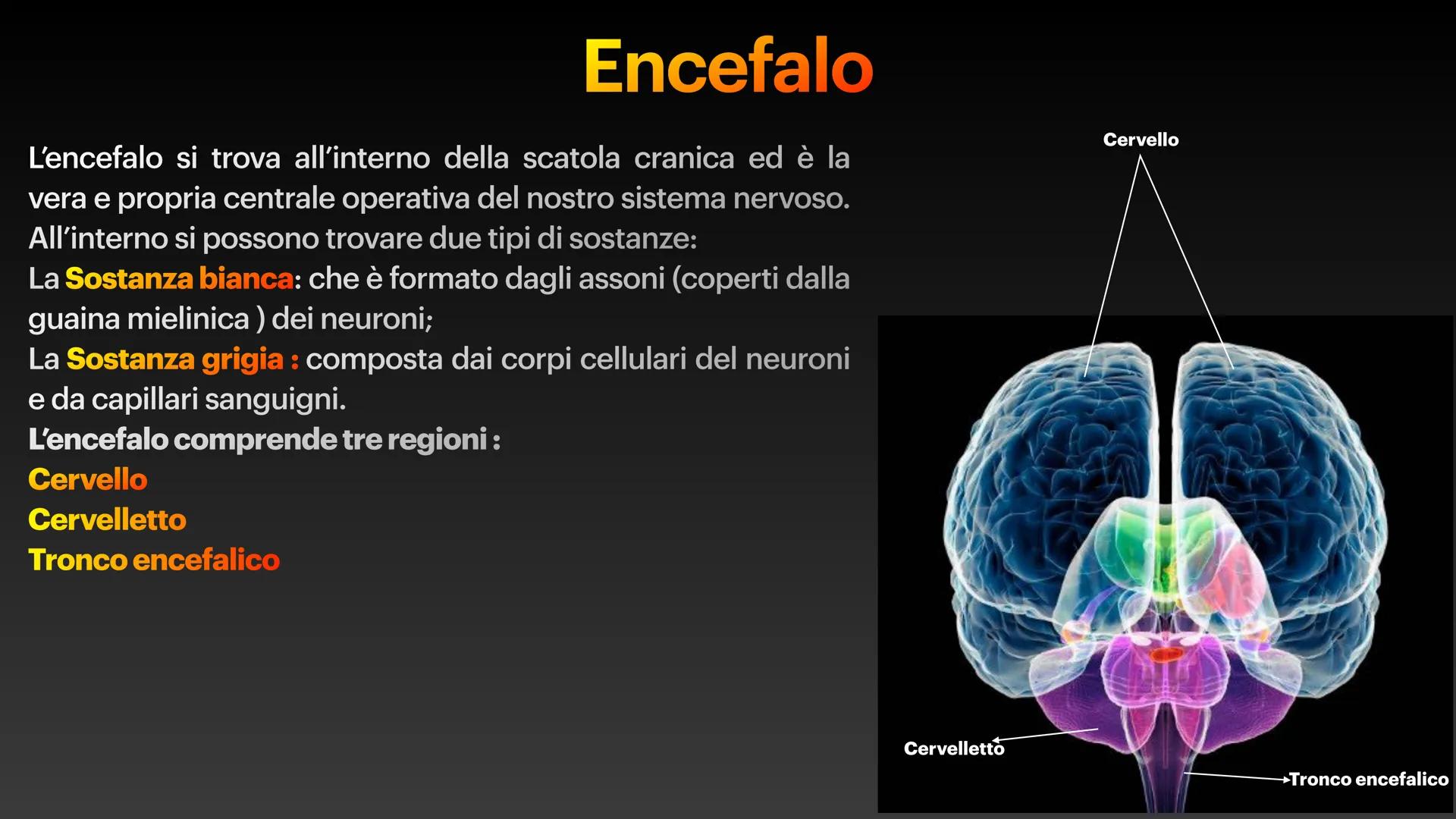 Sistema Nervoso Il sistema nervoso raccoglie stimoli
esterni ed interni al nostro corpo ed
elabora risposte volontarie ed
involontarie.
Il s