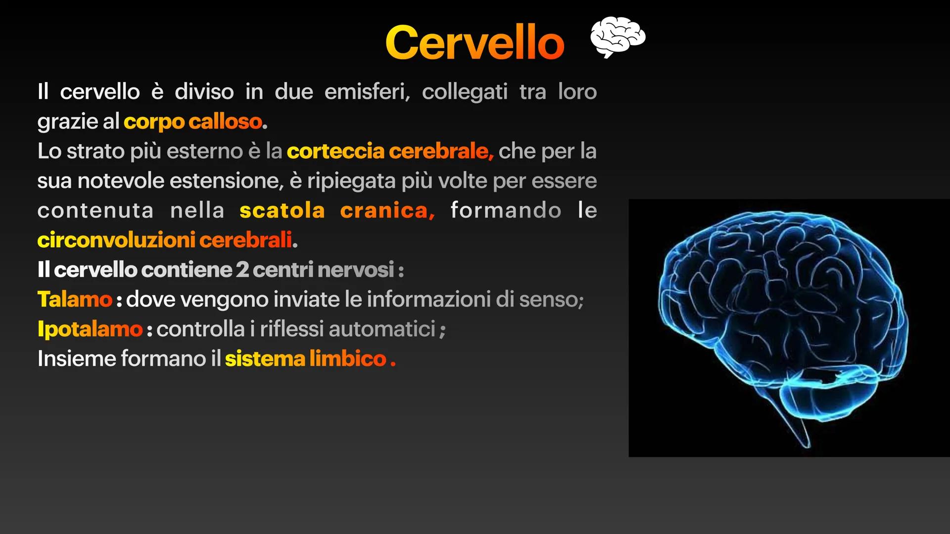 Sistema Nervoso Il sistema nervoso raccoglie stimoli
esterni ed interni al nostro corpo ed
elabora risposte volontarie ed
involontarie.
Il s