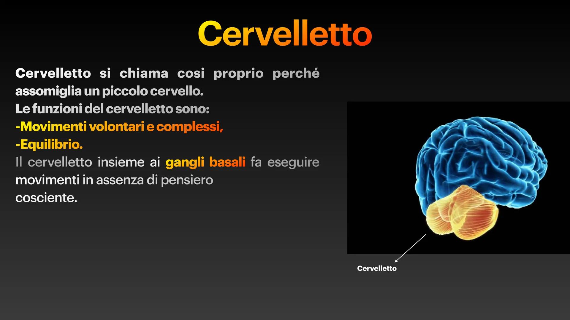 Sistema Nervoso Il sistema nervoso raccoglie stimoli
esterni ed interni al nostro corpo ed
elabora risposte volontarie ed
involontarie.
Il s