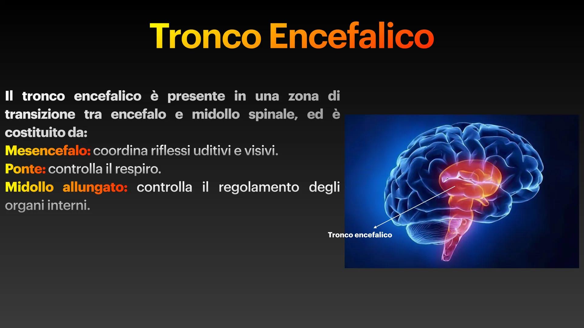 Sistema Nervoso Il sistema nervoso raccoglie stimoli
esterni ed interni al nostro corpo ed
elabora risposte volontarie ed
involontarie.
Il s