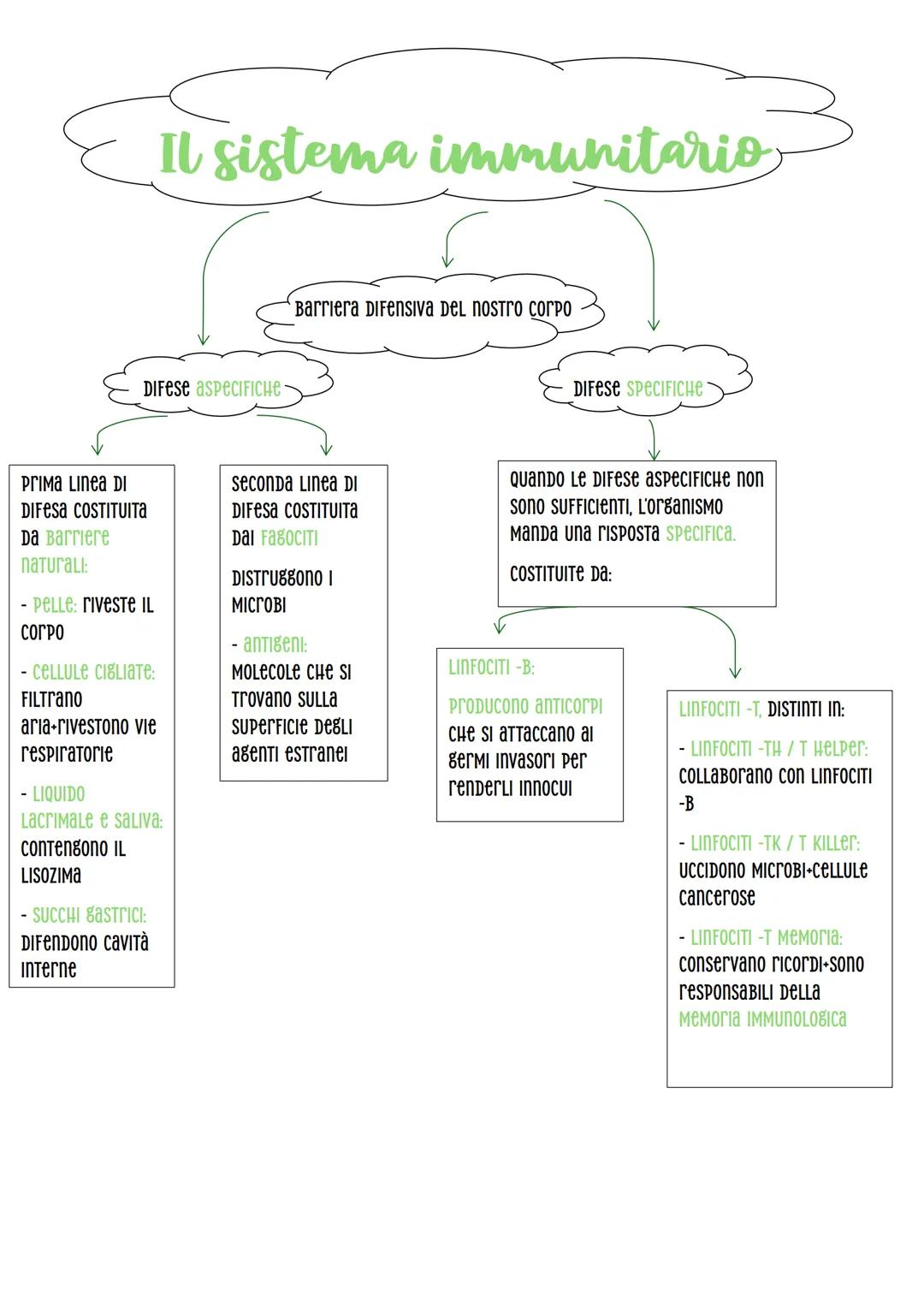 Prima Linea DI
DIFESA COSTITUITA
Da Barriere
naturall:
Il sistema immunitario
DIFese aspะตCIFICHะต-
-
Pelle: riveste IL
Barriera DIFensiva Del