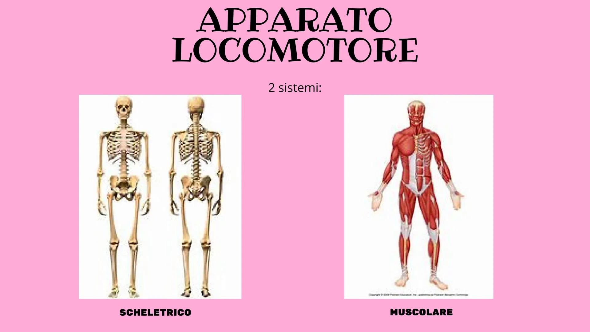 APPARATO
LOCOMOTORE
2 sistemi:
SCHELETRICO
MUSCOLARE SISTEMA SCHELETRICO
composto da 206 ossa
cartilagine
articolazioni
funzioni:
-SUPPORTO