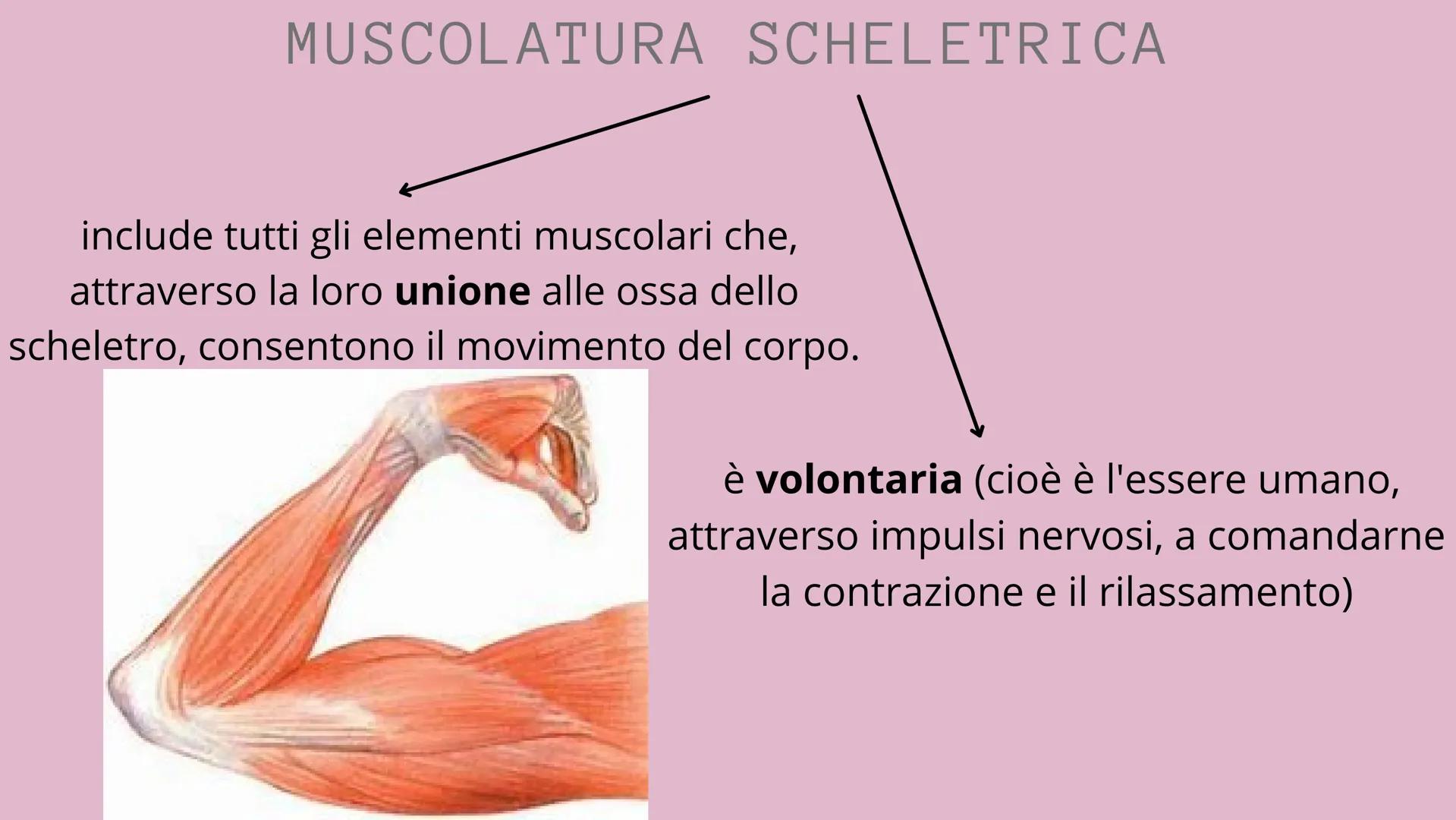 APPARATO
LOCOMOTORE
2 sistemi:
SCHELETRICO
MUSCOLARE SISTEMA SCHELETRICO
composto da 206 ossa
cartilagine
articolazioni
funzioni:
-SUPPORTO