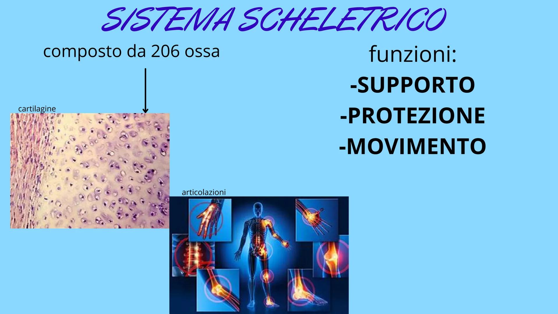 APPARATO
LOCOMOTORE
2 sistemi:
SCHELETRICO
MUSCOLARE SISTEMA SCHELETRICO
composto da 206 ossa
cartilagine
articolazioni
funzioni:
-SUPPORTO