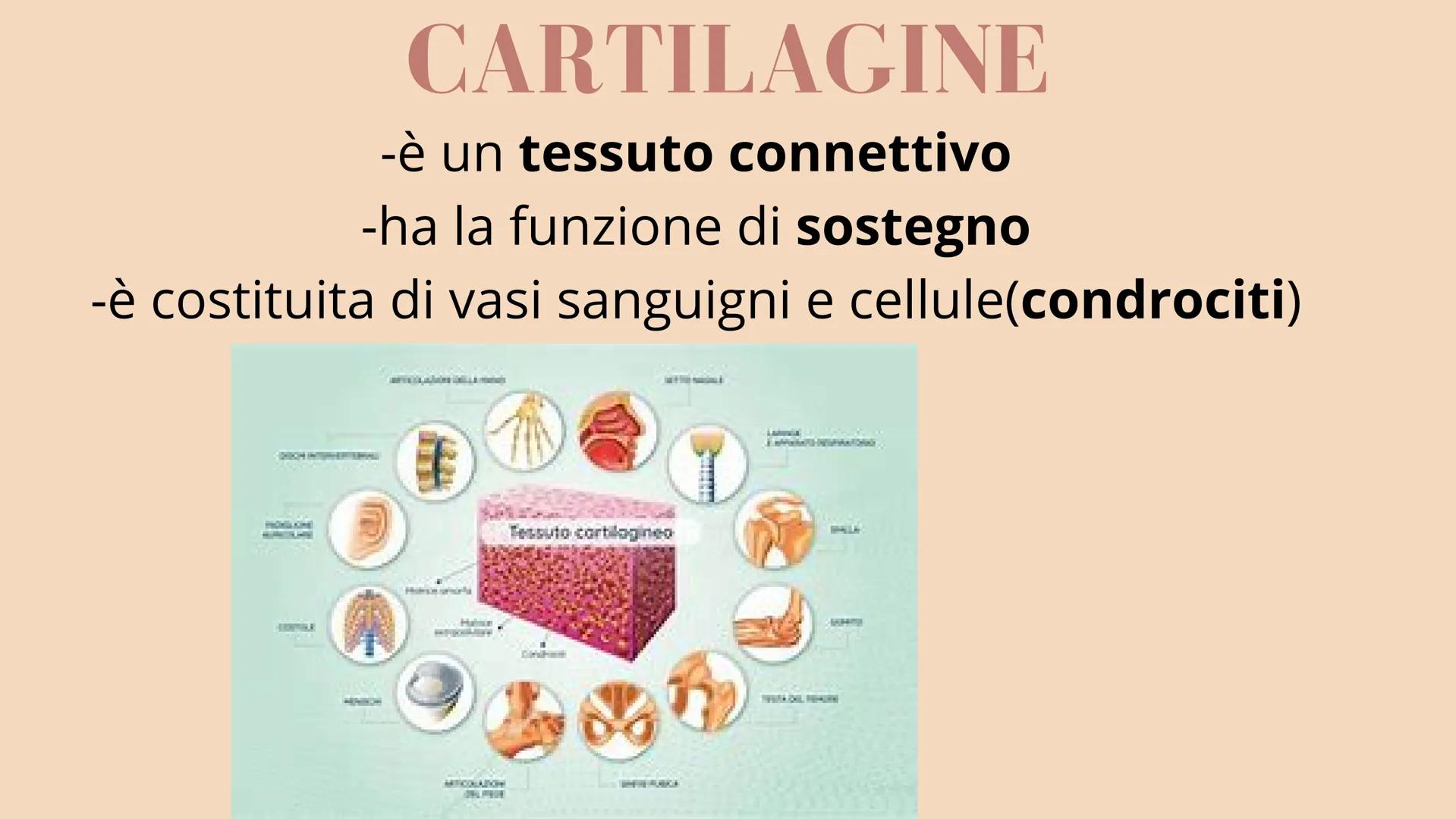 APPARATO
LOCOMOTORE
2 sistemi:
SCHELETRICO
MUSCOLARE SISTEMA SCHELETRICO
composto da 206 ossa
cartilagine
articolazioni
funzioni:
-SUPPORTO