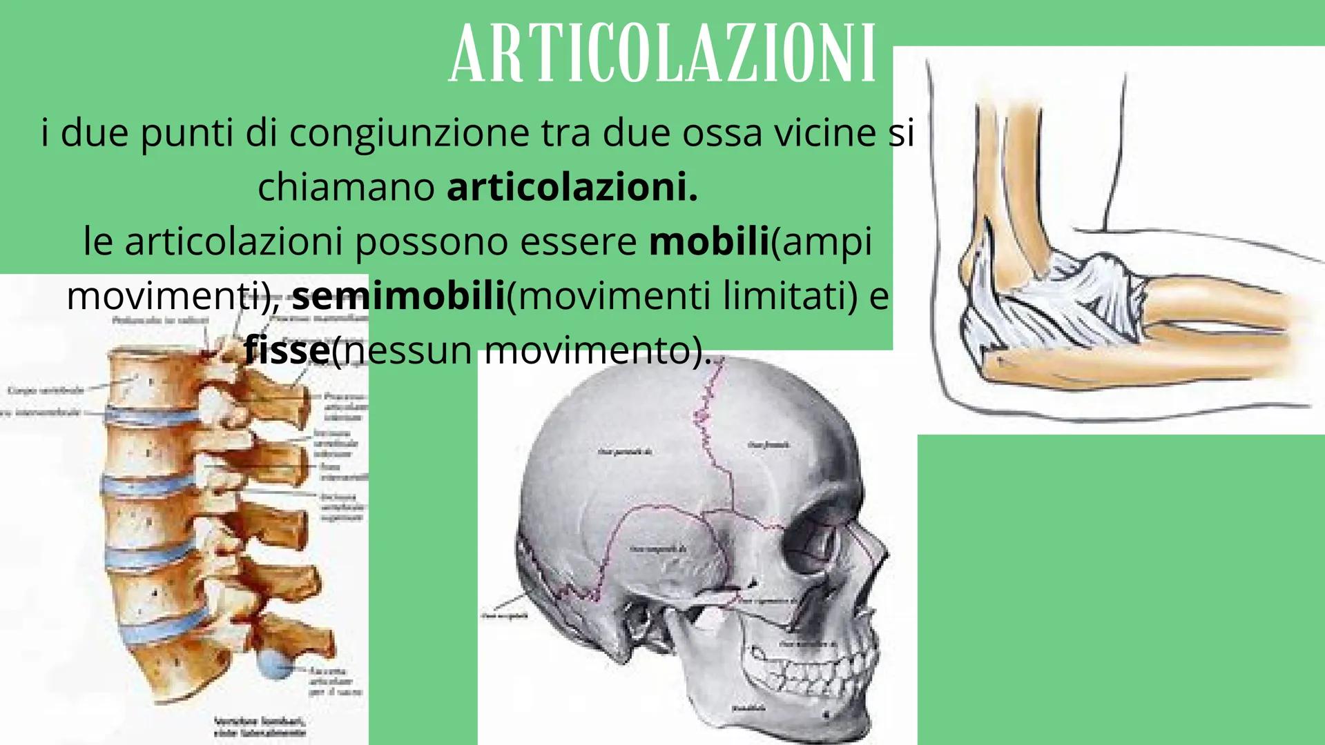 APPARATO
LOCOMOTORE
2 sistemi:
SCHELETRICO
MUSCOLARE SISTEMA SCHELETRICO
composto da 206 ossa
cartilagine
articolazioni
funzioni:
-SUPPORTO