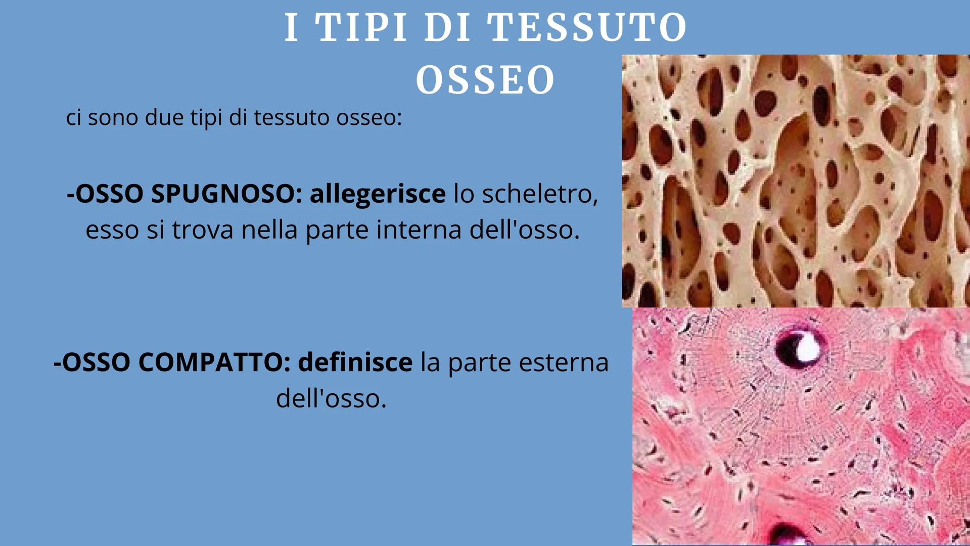 APPARATO
LOCOMOTORE
2 sistemi:
SCHELETRICO
MUSCOLARE SISTEMA SCHELETRICO
composto da 206 ossa
cartilagine
articolazioni
funzioni:
-SUPPORTO