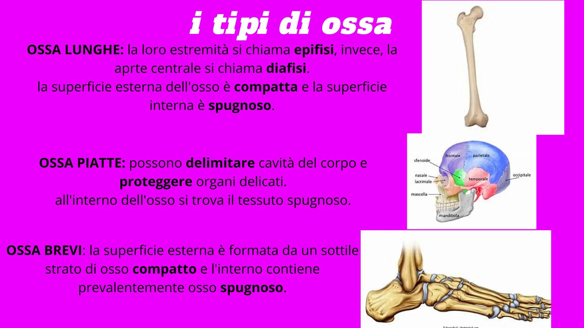 APPARATO
LOCOMOTORE
2 sistemi:
SCHELETRICO
MUSCOLARE SISTEMA SCHELETRICO
composto da 206 ossa
cartilagine
articolazioni
funzioni:
-SUPPORTO
