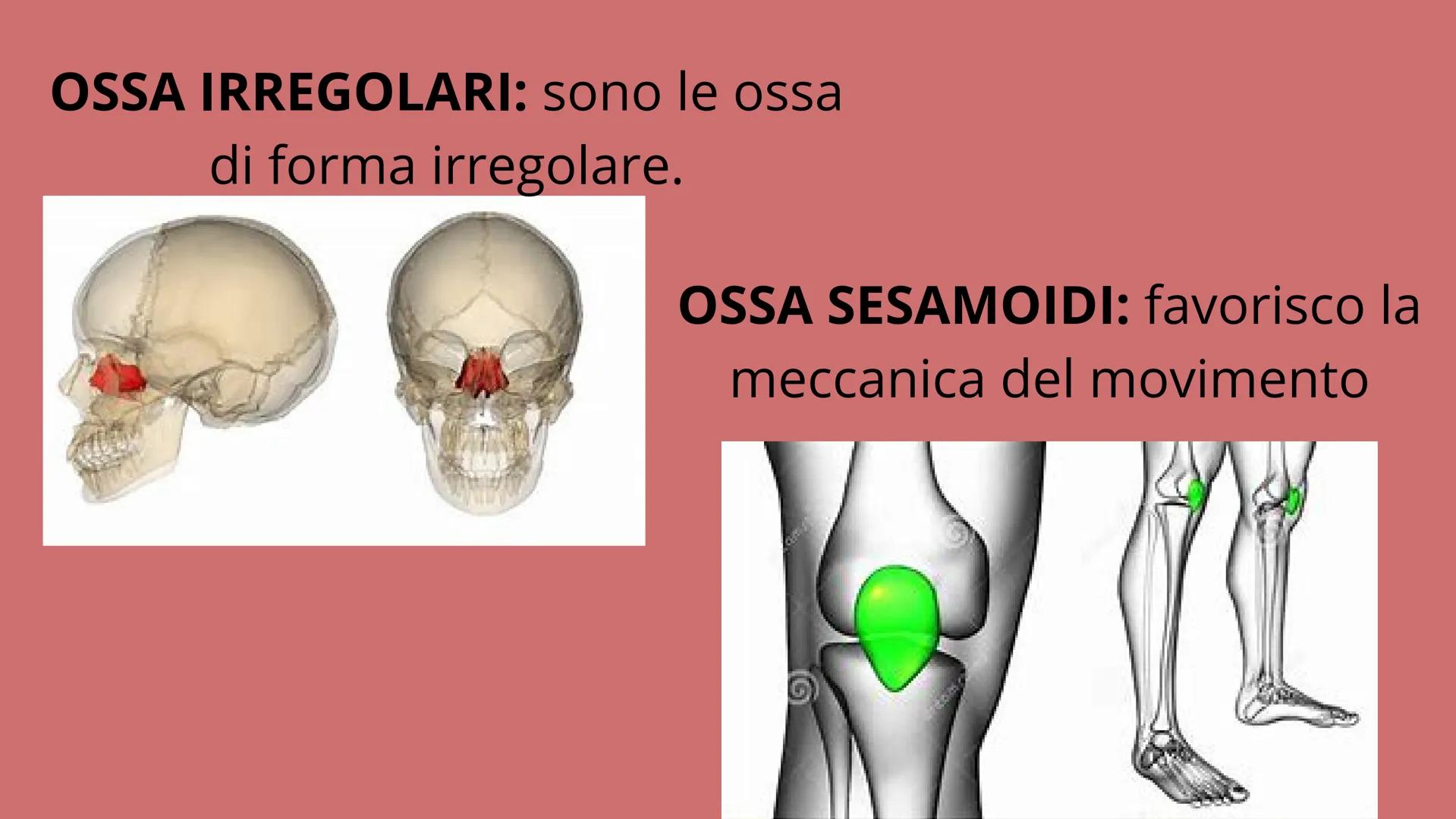 APPARATO
LOCOMOTORE
2 sistemi:
SCHELETRICO
MUSCOLARE SISTEMA SCHELETRICO
composto da 206 ossa
cartilagine
articolazioni
funzioni:
-SUPPORTO