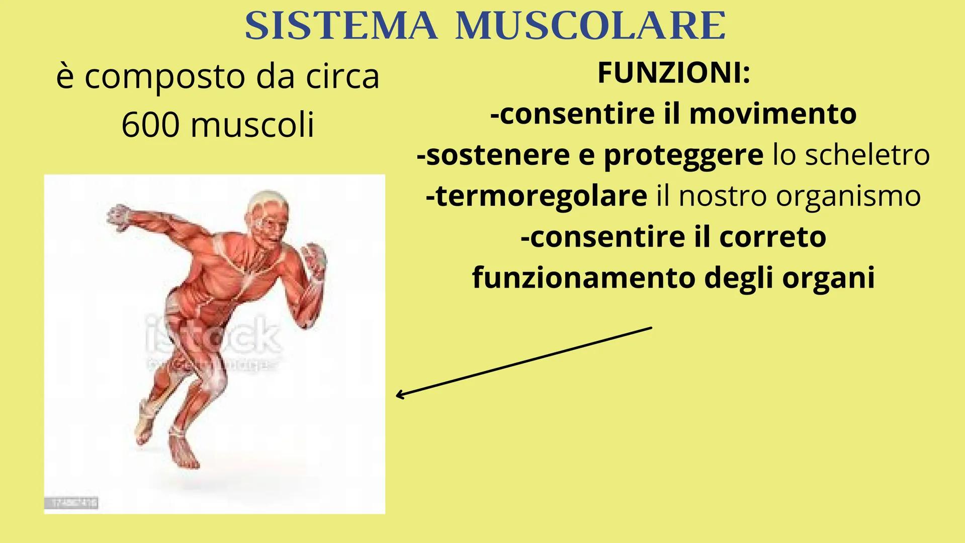APPARATO
LOCOMOTORE
2 sistemi:
SCHELETRICO
MUSCOLARE SISTEMA SCHELETRICO
composto da 206 ossa
cartilagine
articolazioni
funzioni:
-SUPPORTO