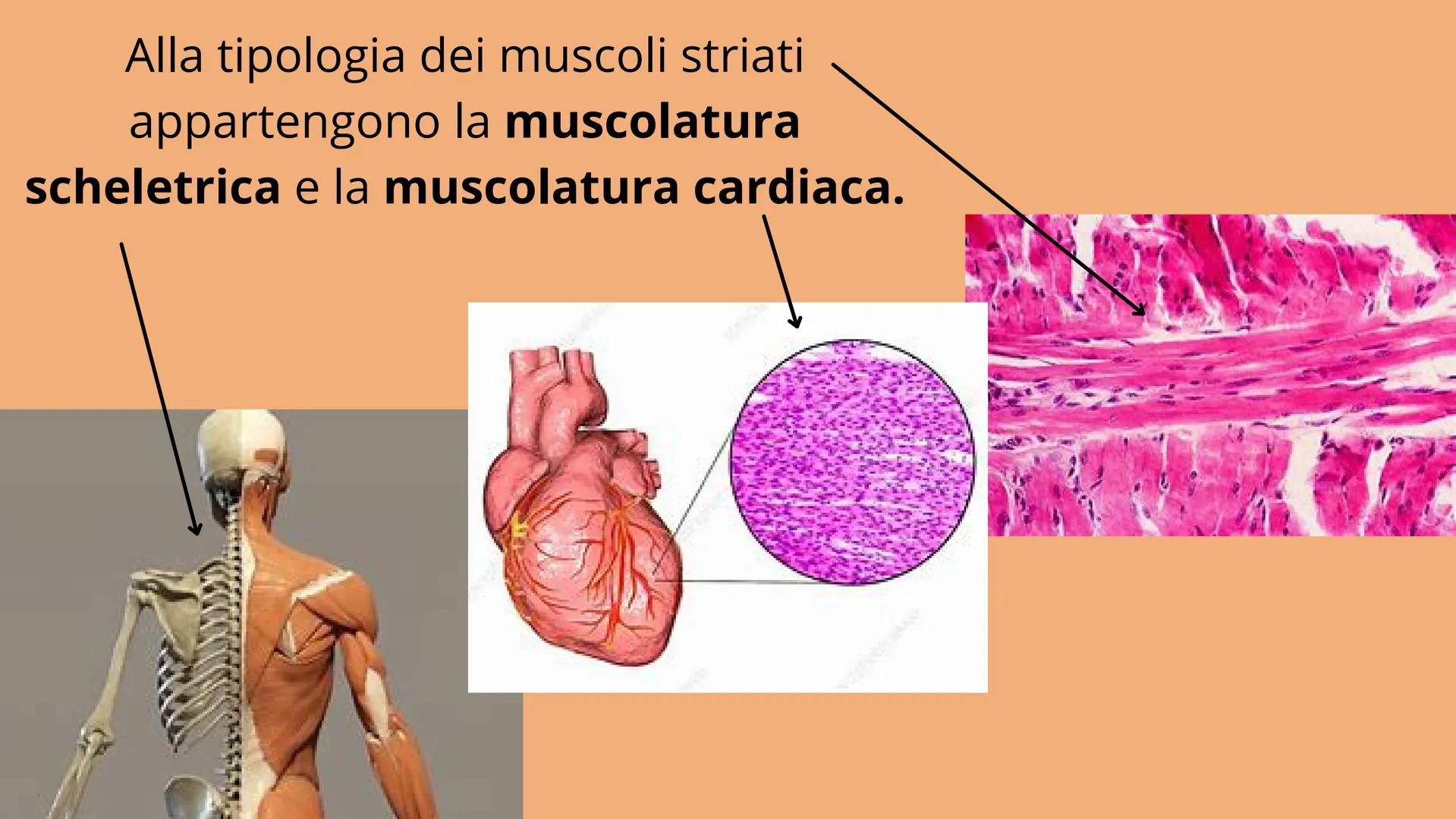APPARATO
LOCOMOTORE
2 sistemi:
SCHELETRICO
MUSCOLARE SISTEMA SCHELETRICO
composto da 206 ossa
cartilagine
articolazioni
funzioni:
-SUPPORTO