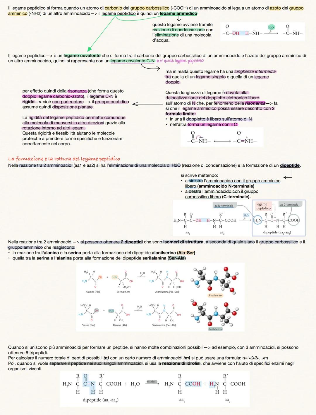 # AMMINOACIDI E PROTEINE
Gli amminoacidi sono i monineri delle proteine
Amminoacidi rappresentano i monomeri dei peptidi e delle proteine, p