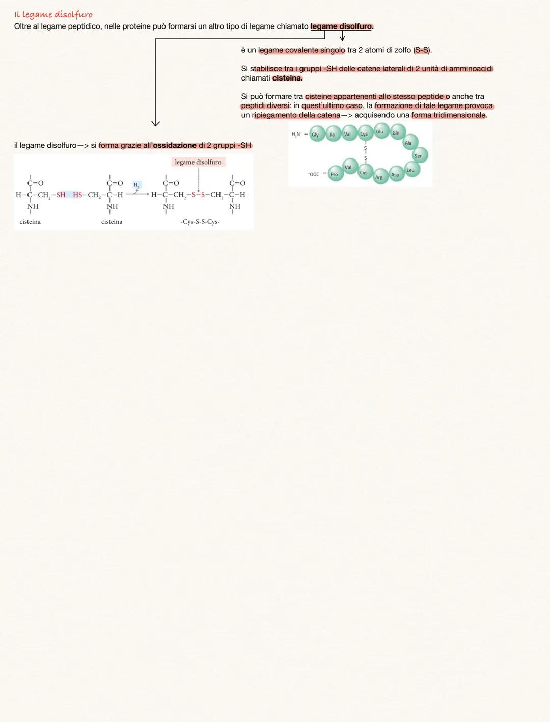 # AMMINOACIDI E PROTEINE
Gli amminoacidi sono i monineri delle proteine
Amminoacidi rappresentano i monomeri dei peptidi e delle proteine, p